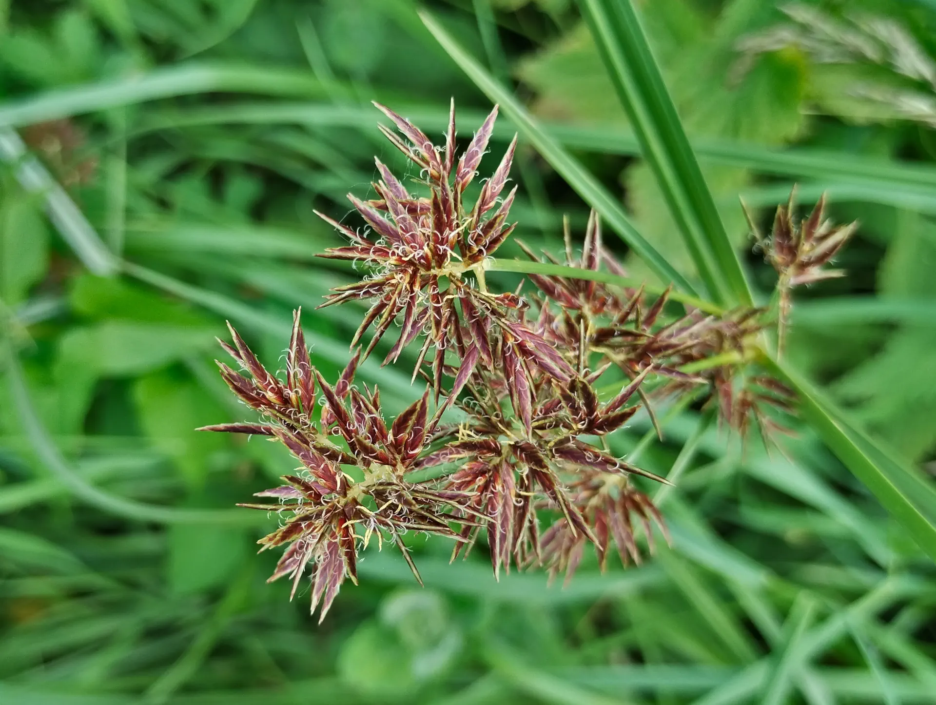 img/cyperus-longus.webp