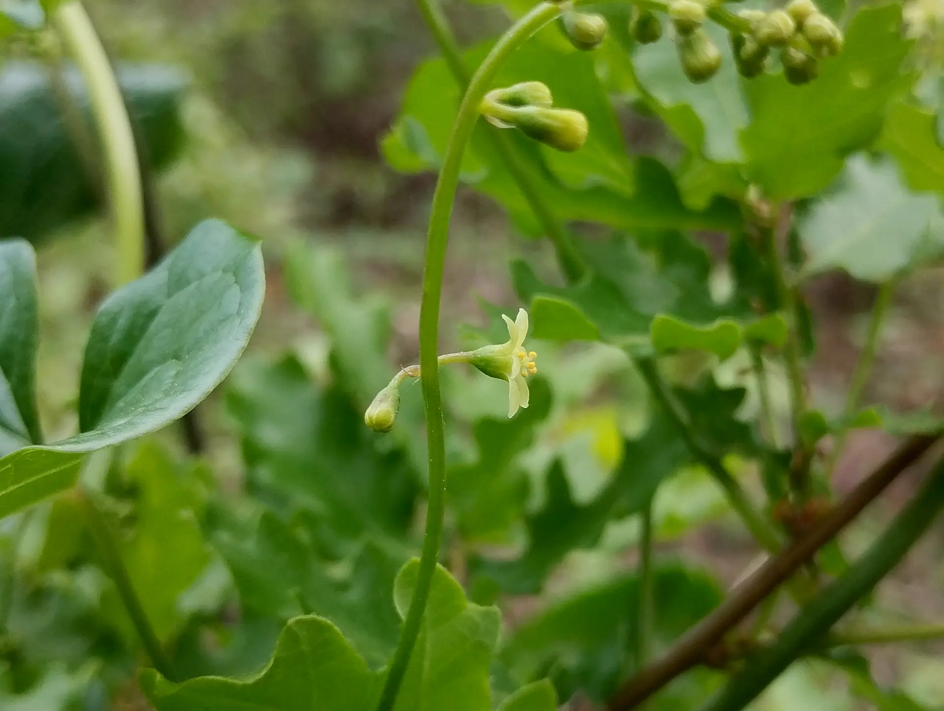 img/dioscorea-communis-2.webp