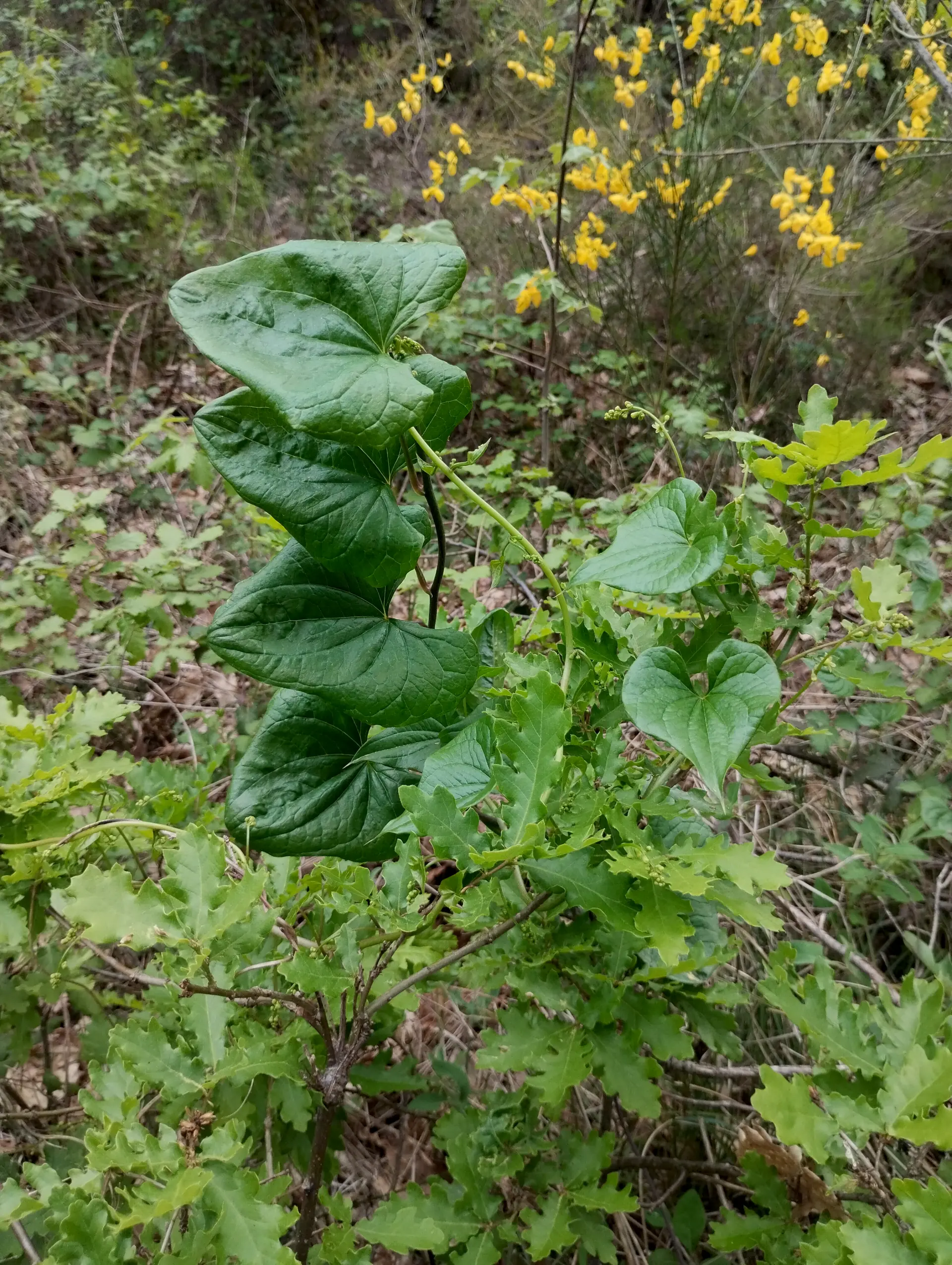 img/dioscorea-communis-3.webp