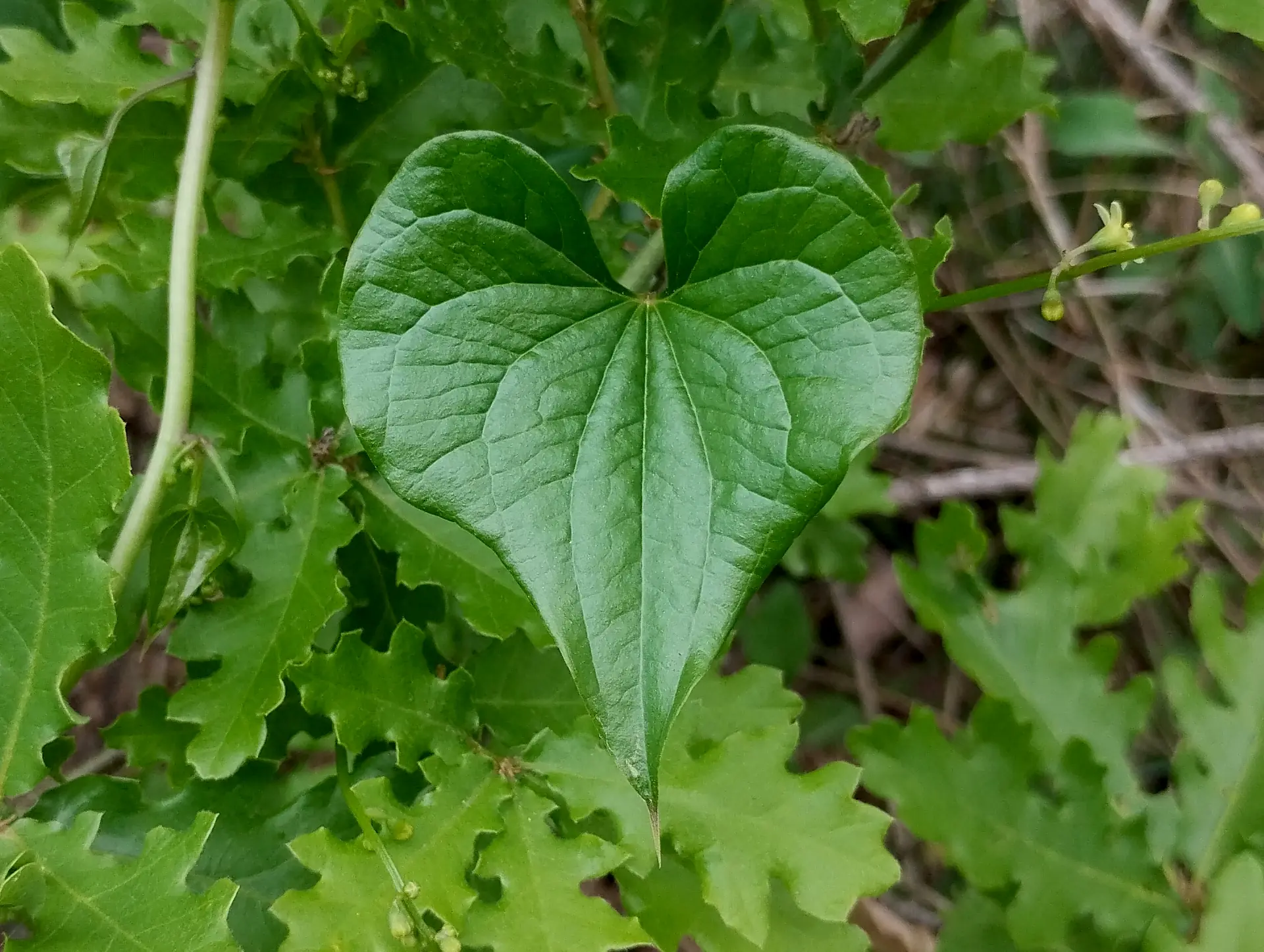 img/dioscorea-communis-4.webp