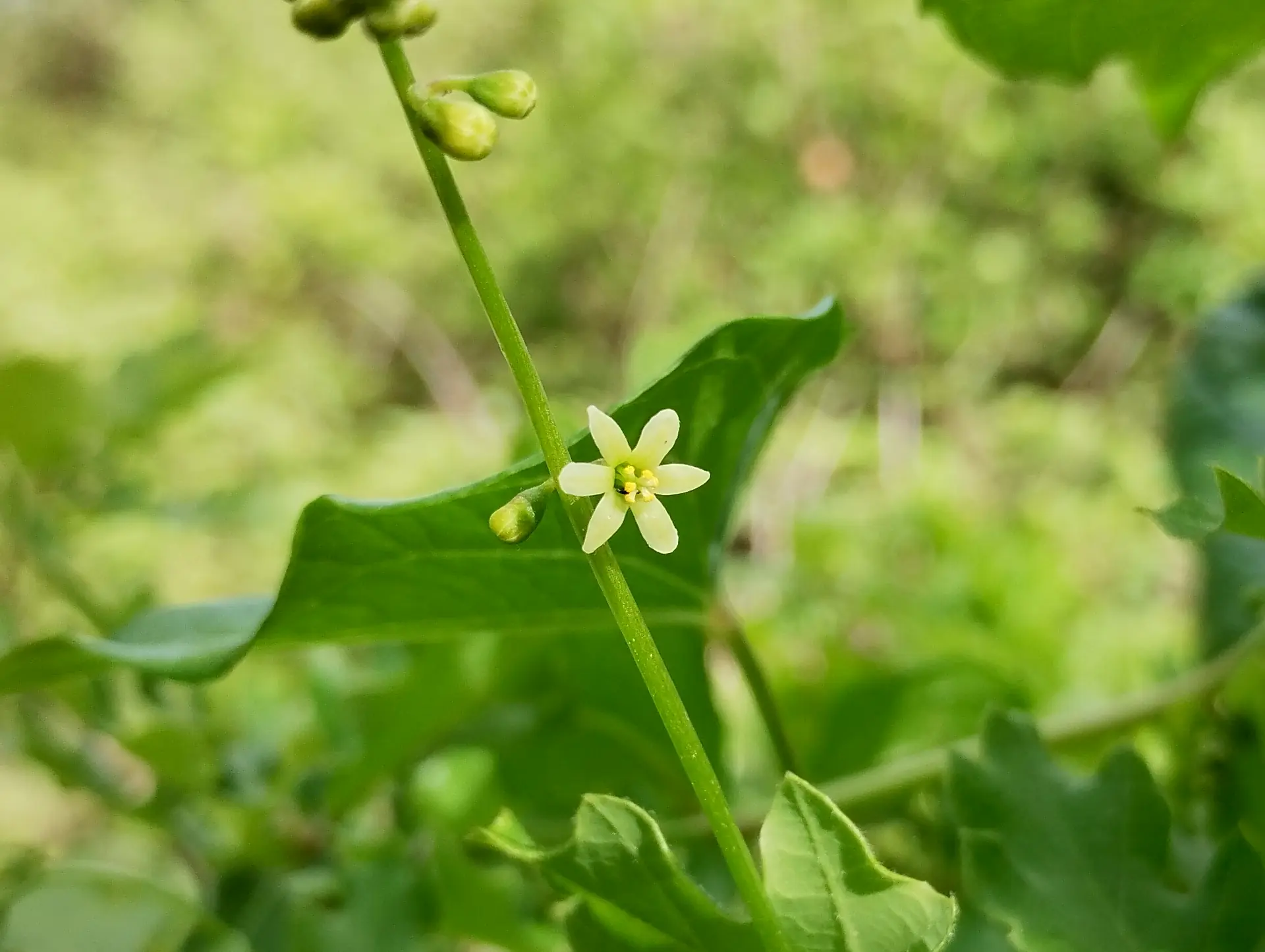img/dioscorea-communis.webp