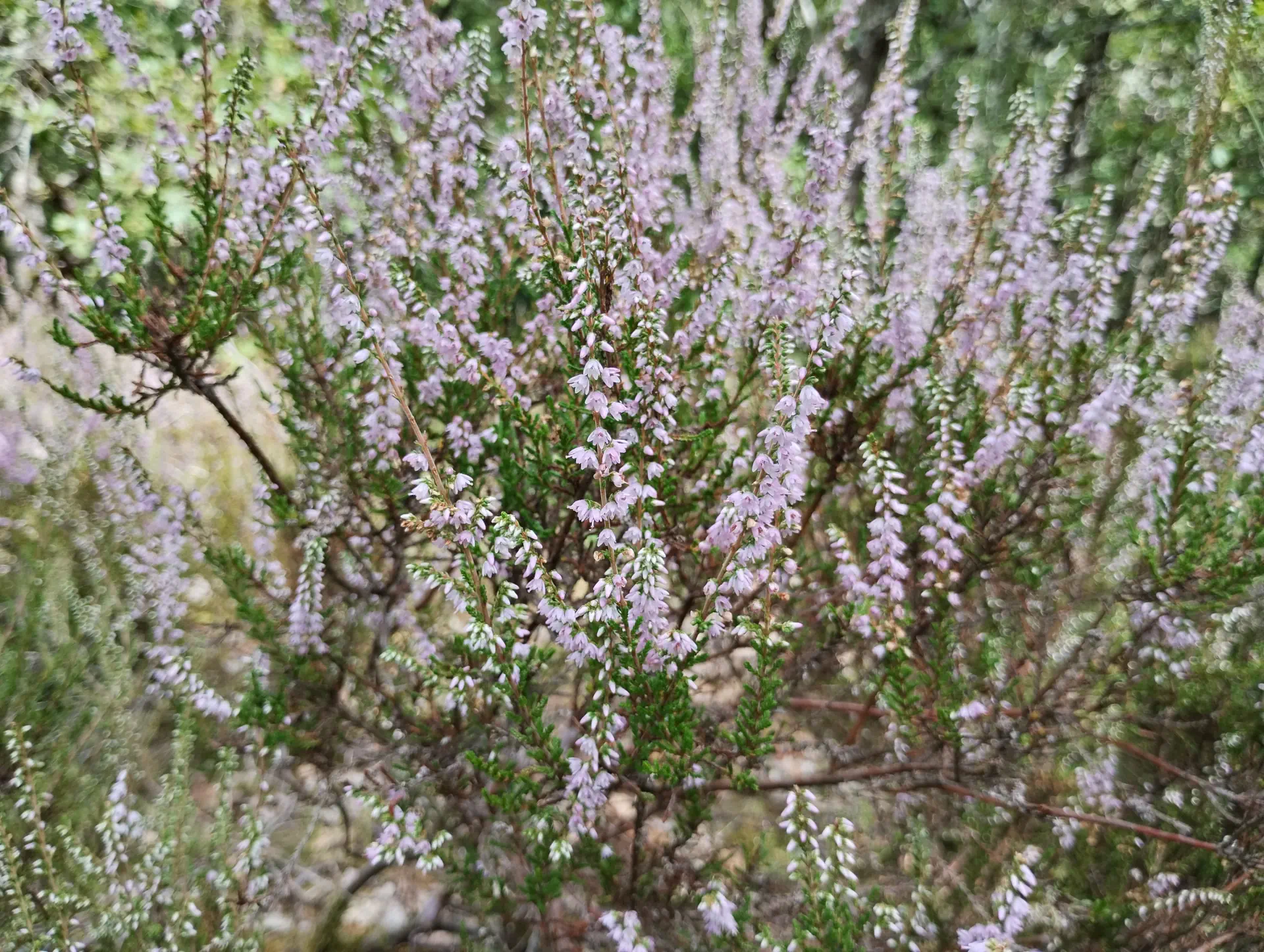 img/calluna-vulgaris-2.webp