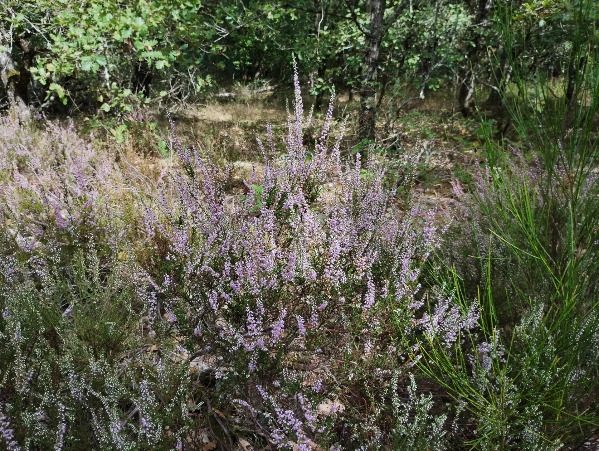 img/calluna-vulgaris-3.webp