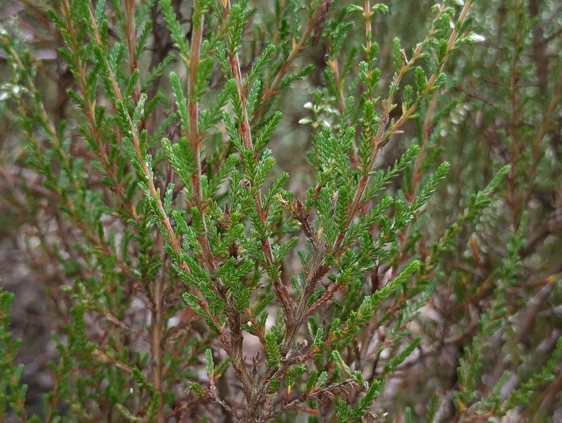 img/calluna-vulgaris-6.webp