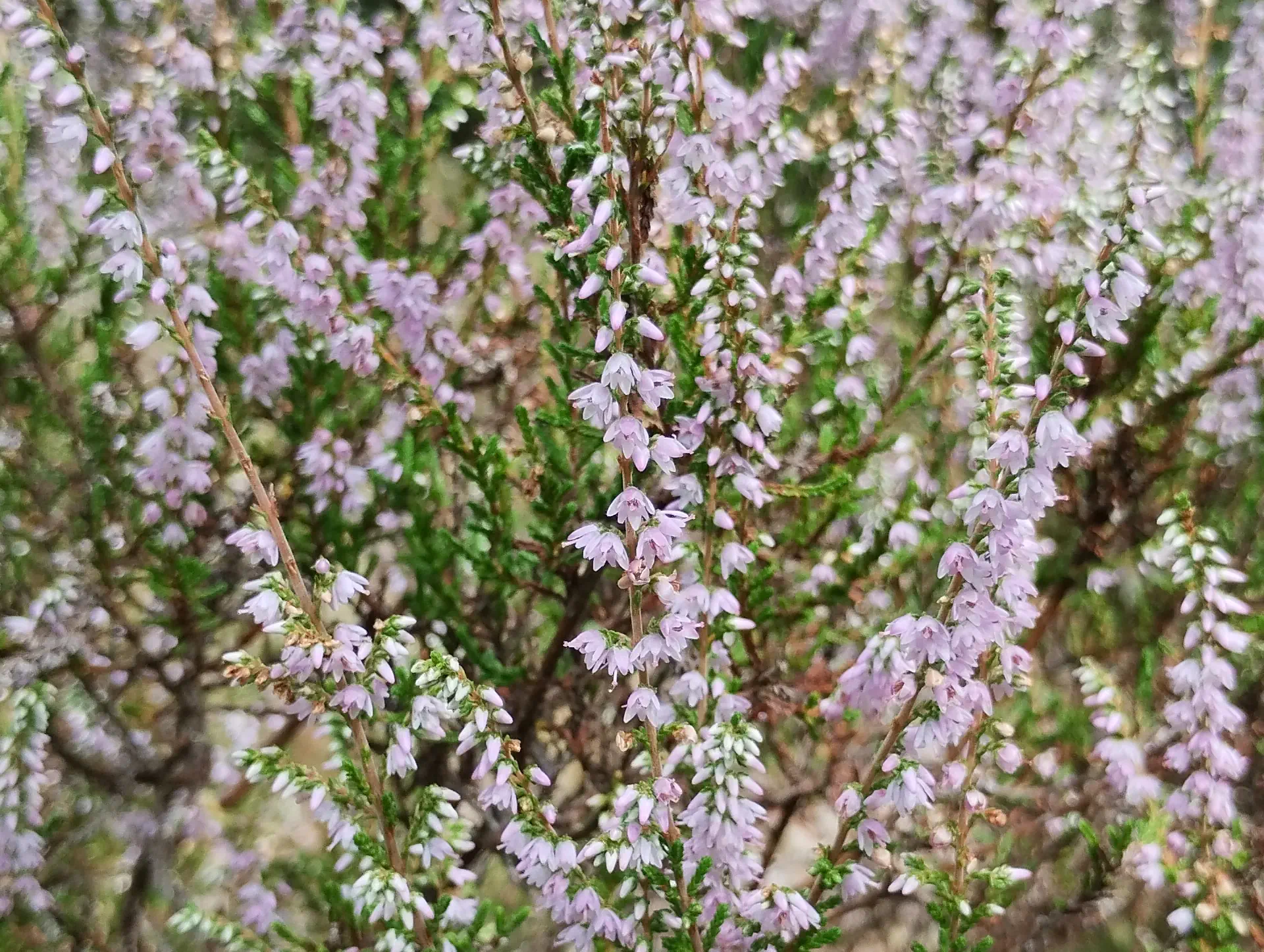 img/calluna-vulgaris.webp