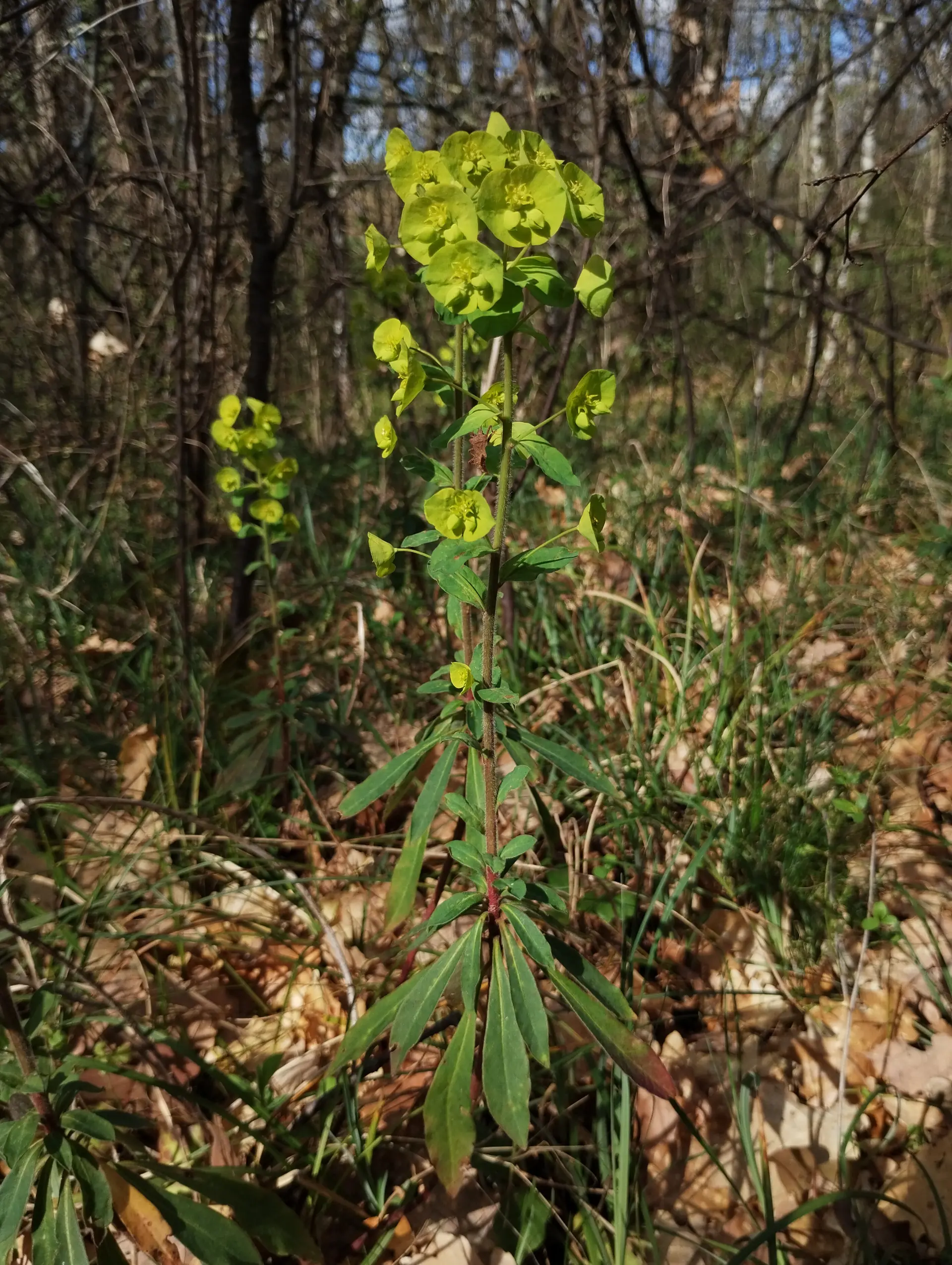img/euphorbia-amygdaloides-2.webp
