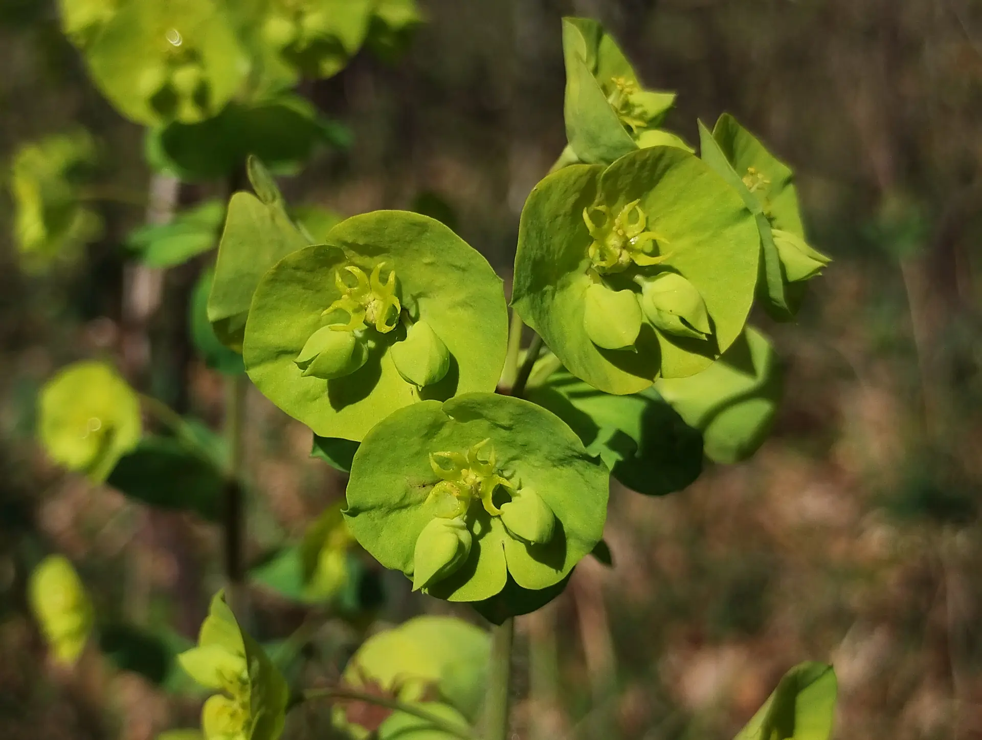 img/euphorbia-amygdaloides.webp