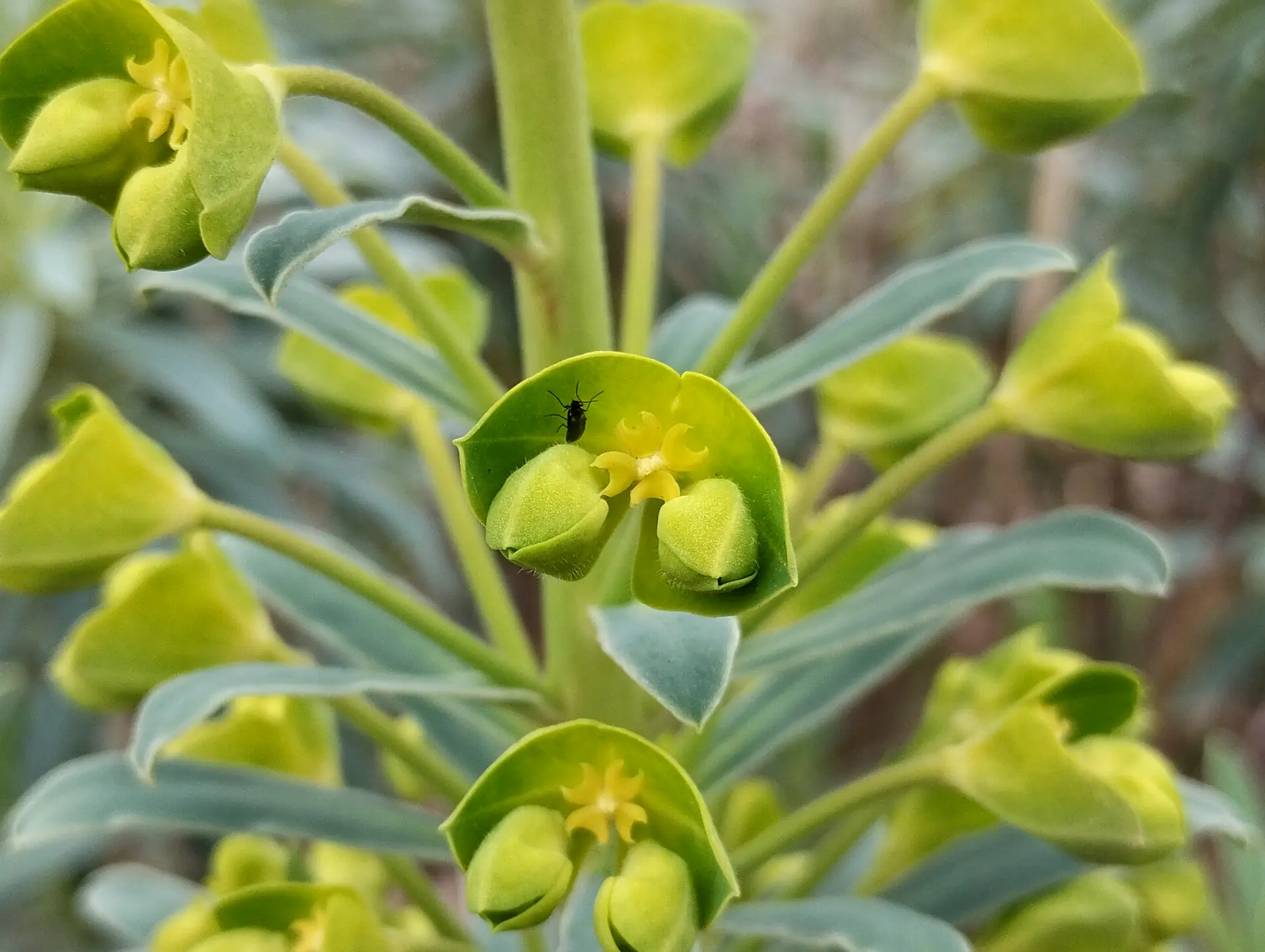 img/euphorbia-characias-2.webp