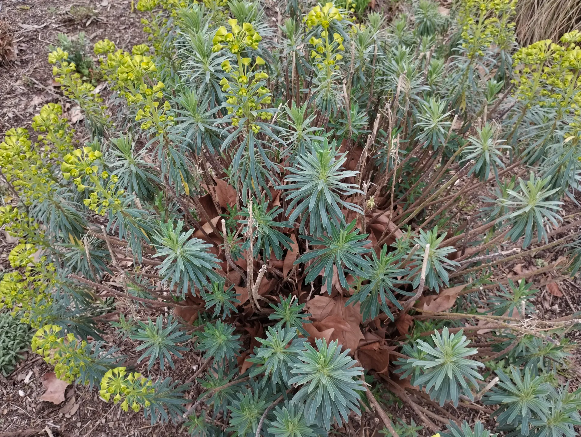 img/euphorbia-characias-3.webp