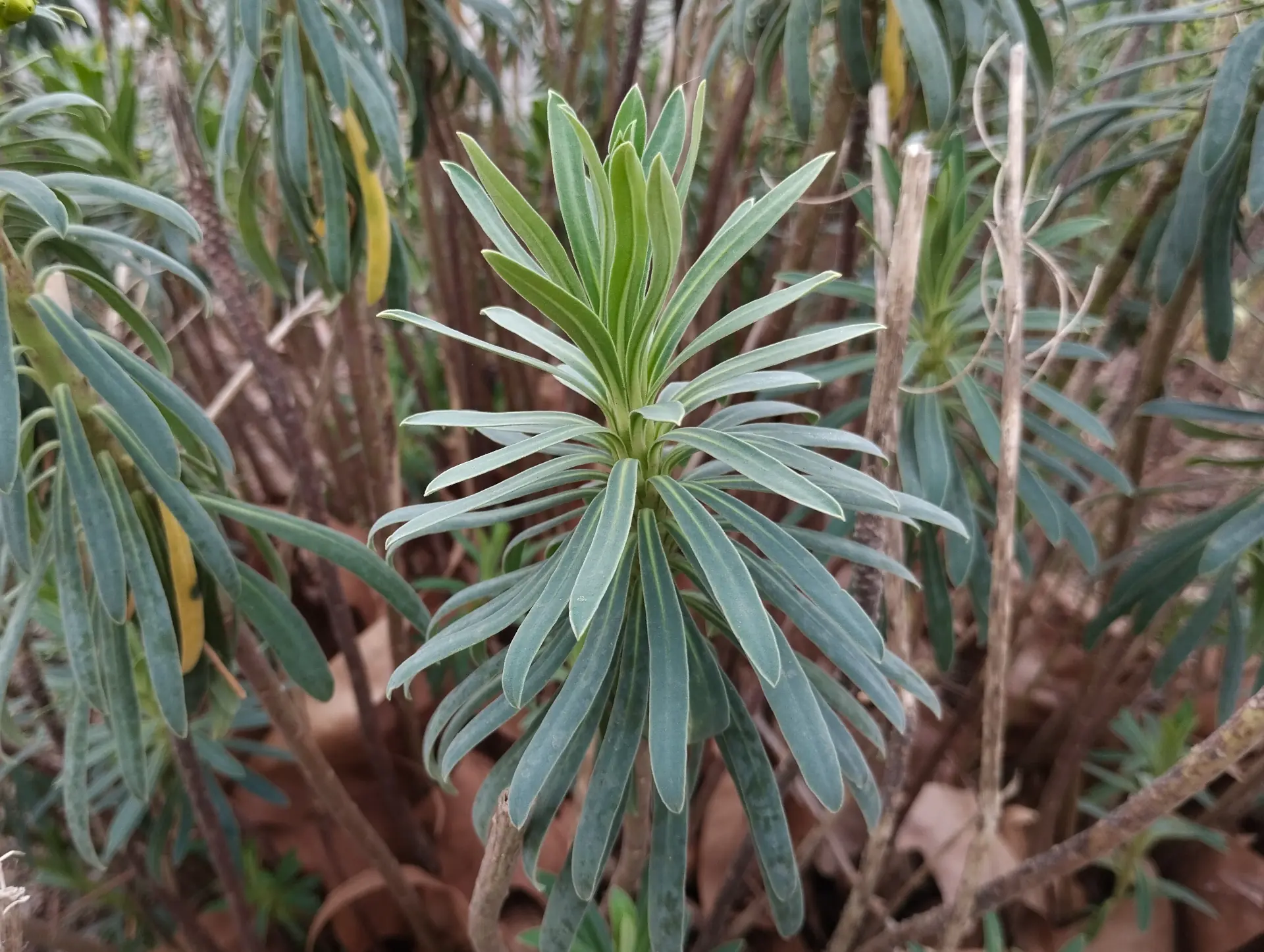 img/euphorbia-characias-4.webp