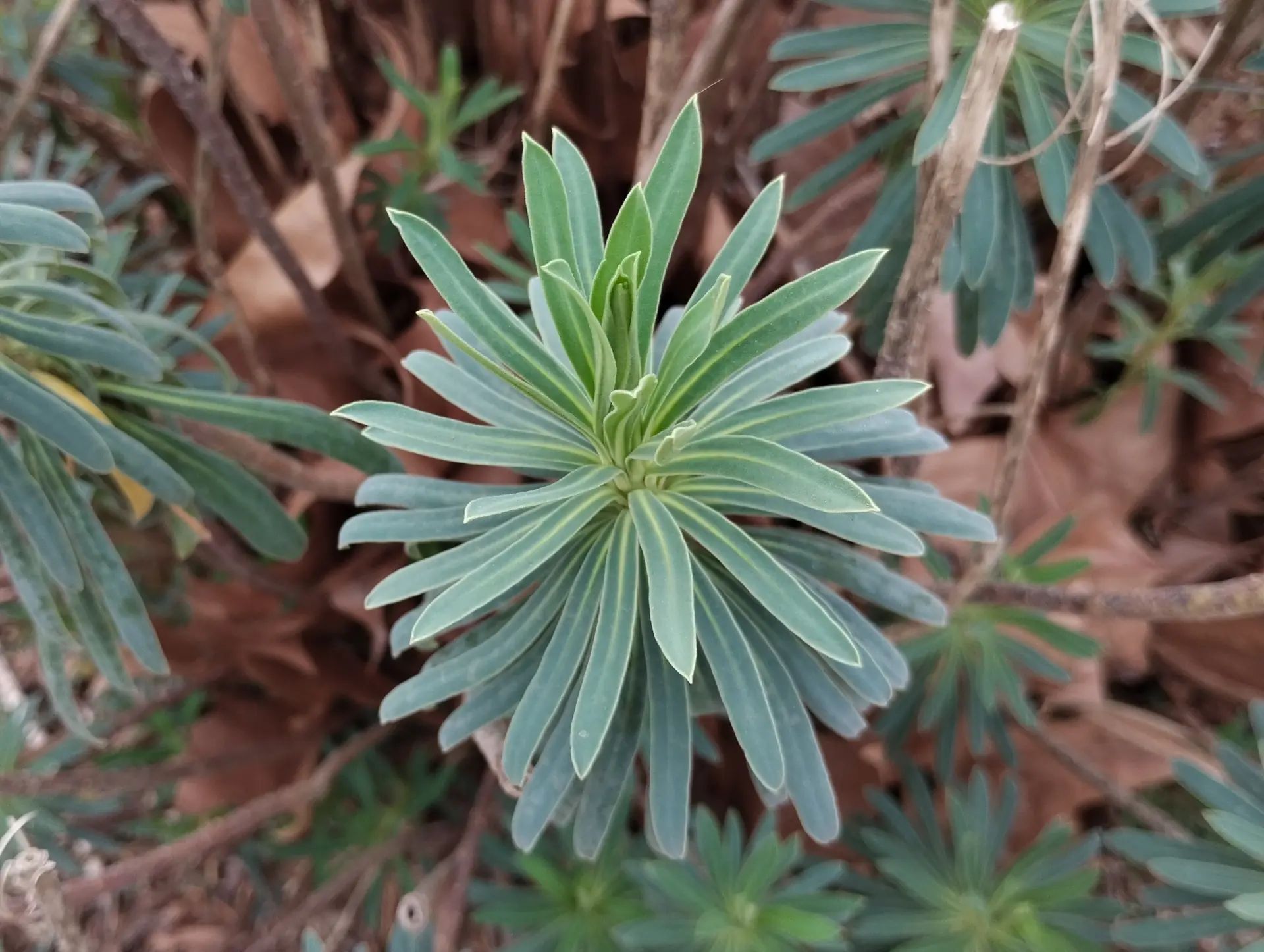 img/euphorbia-characias-5.webp