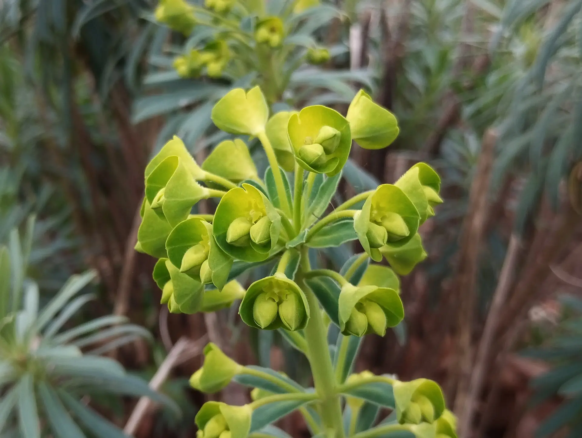 img/euphorbia-characias.webp