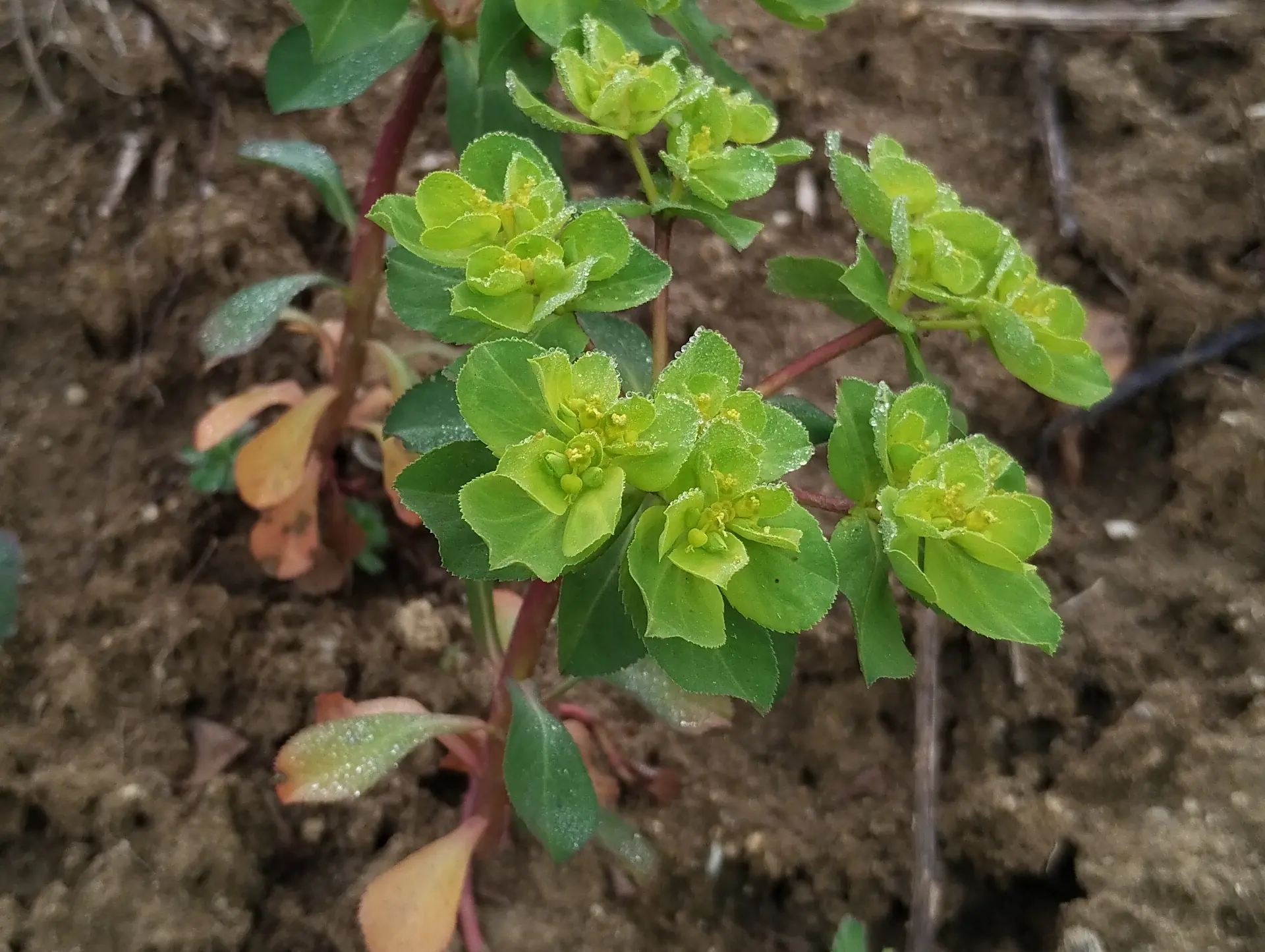 img/euphorbia-helioscopia-2.webp