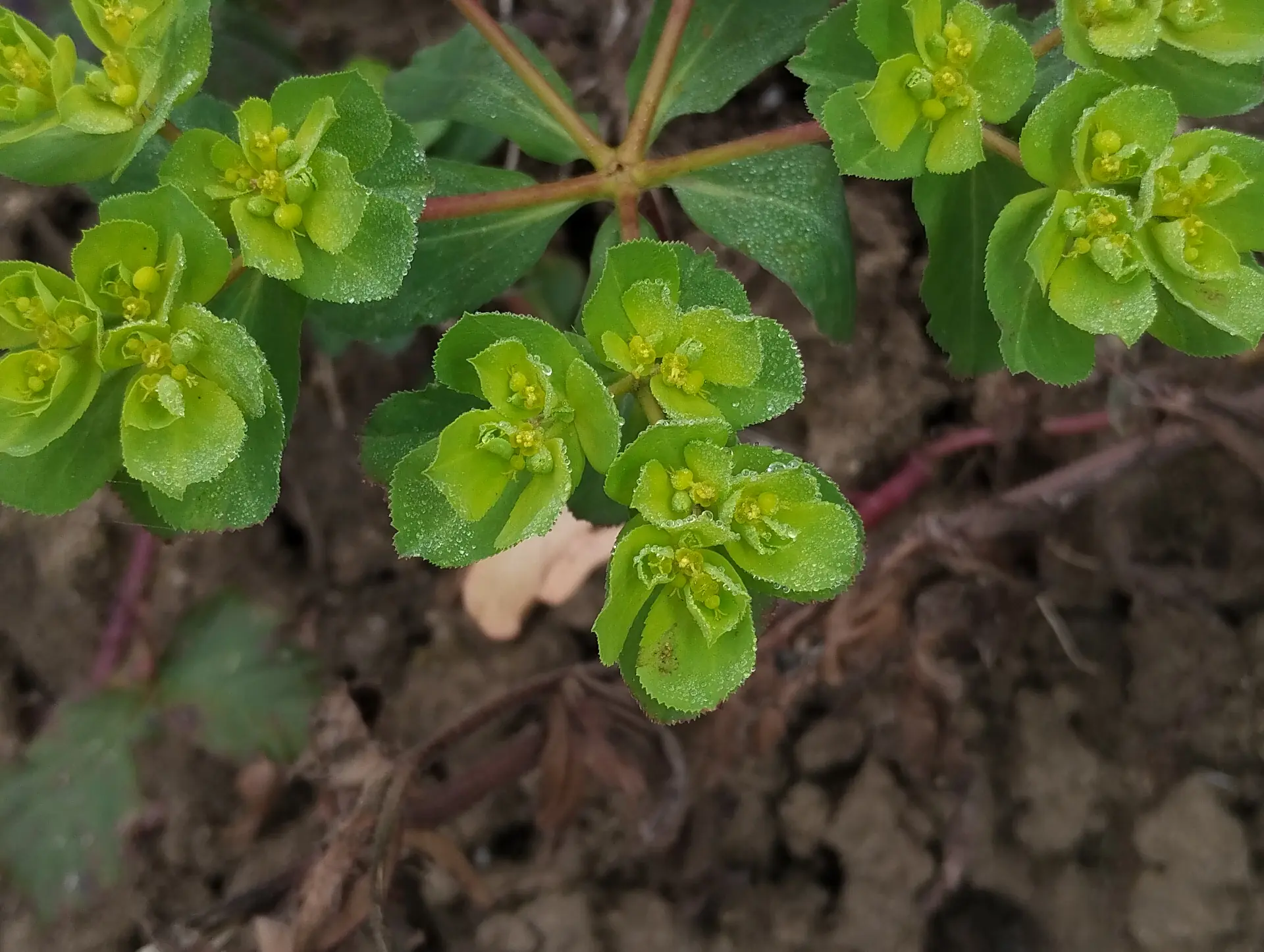 img/euphorbia-helioscopia-3.webp