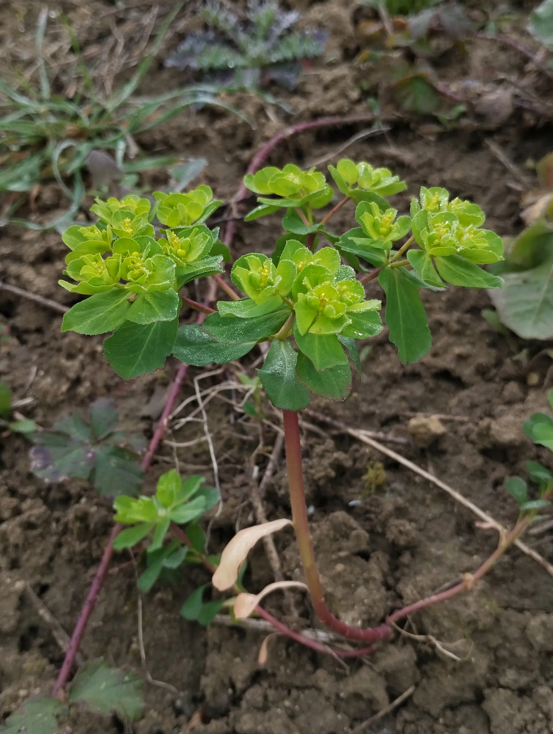 img/euphorbia-helioscopia-4.webp