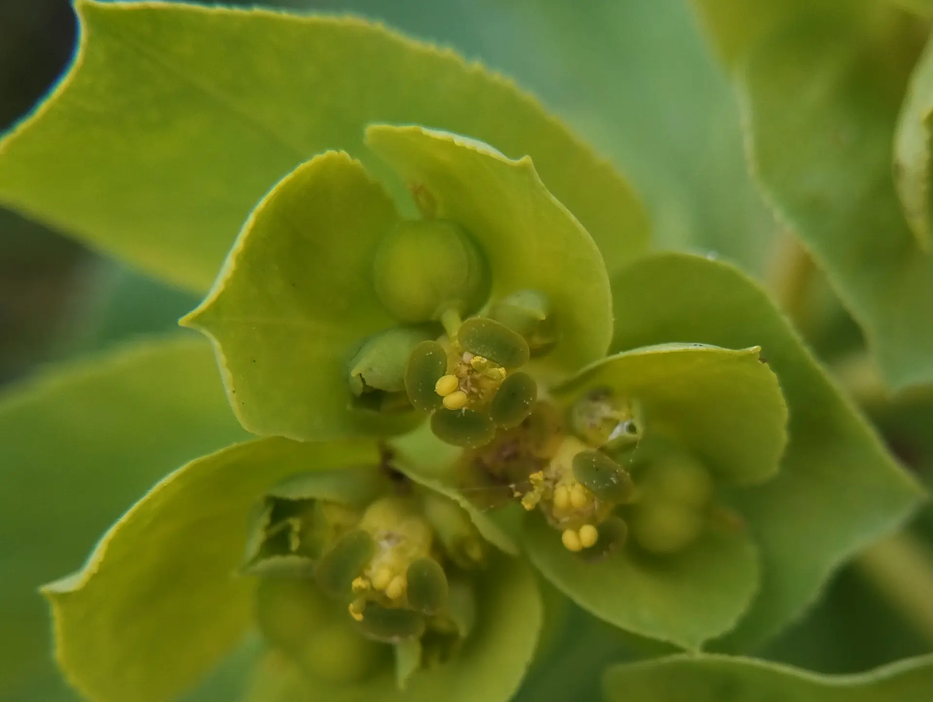 img/euphorbia-helioscopia-5.webp