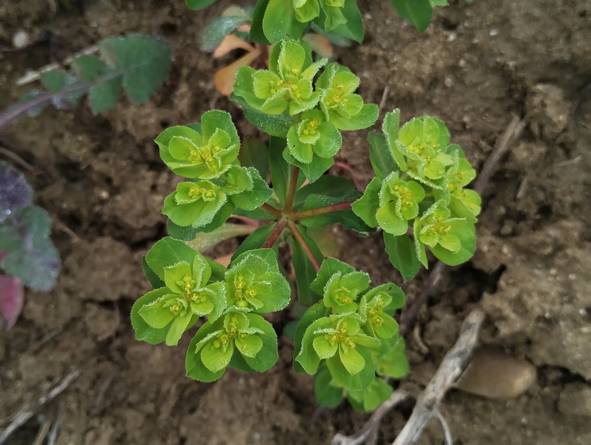 img/euphorbia-helioscopia.webp