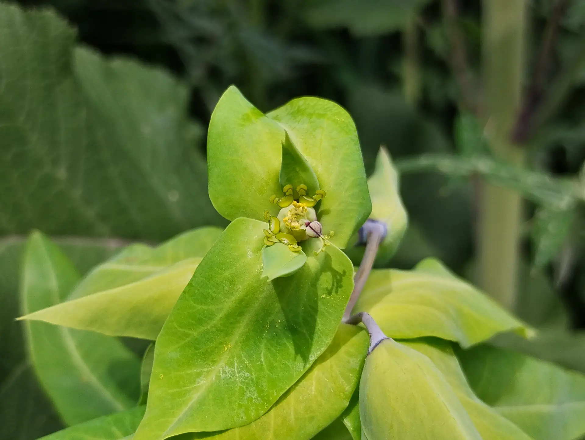 img/euphorbia-lathyris.webp