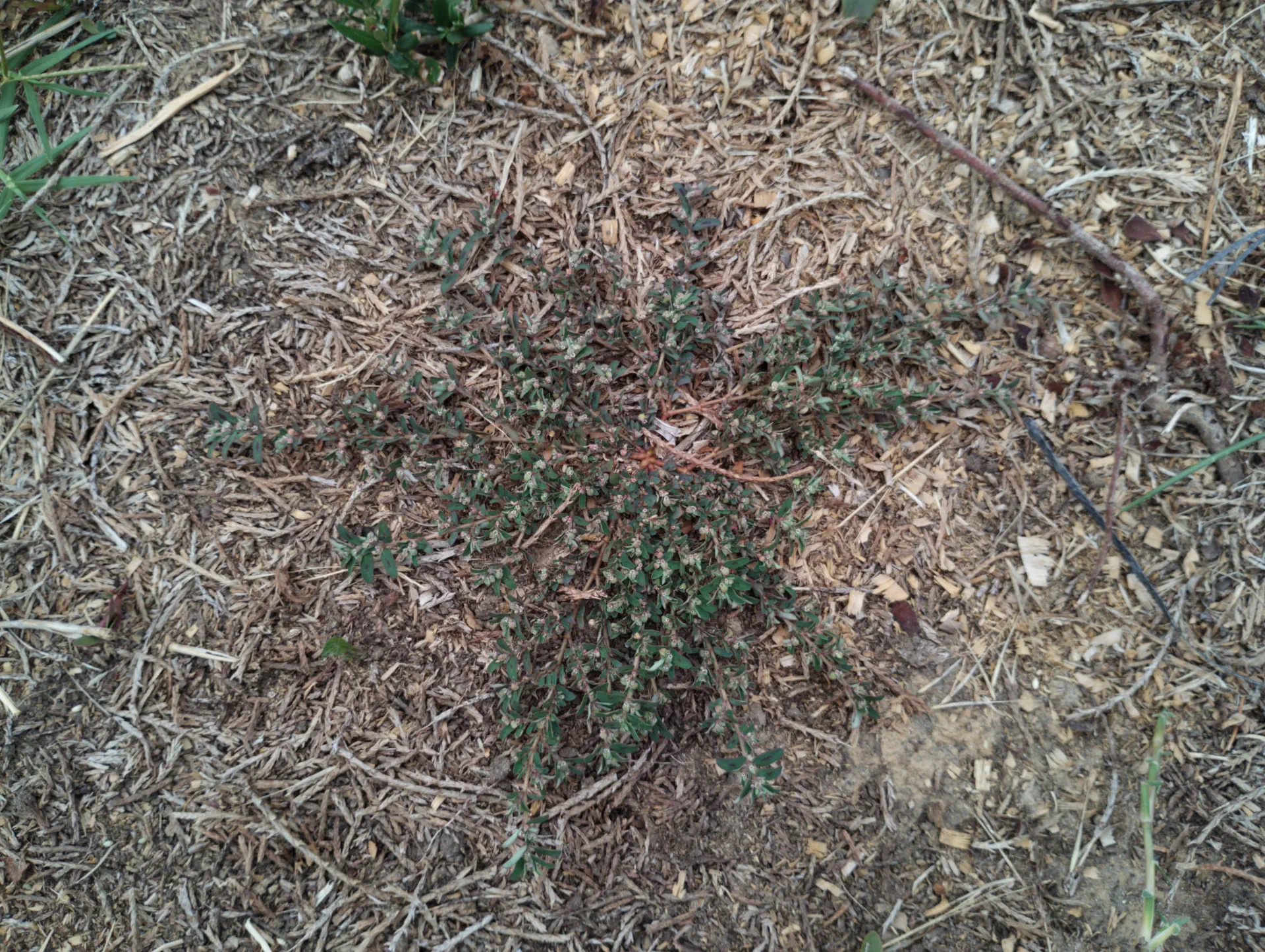 img/euphorbia-maculata-2.webp