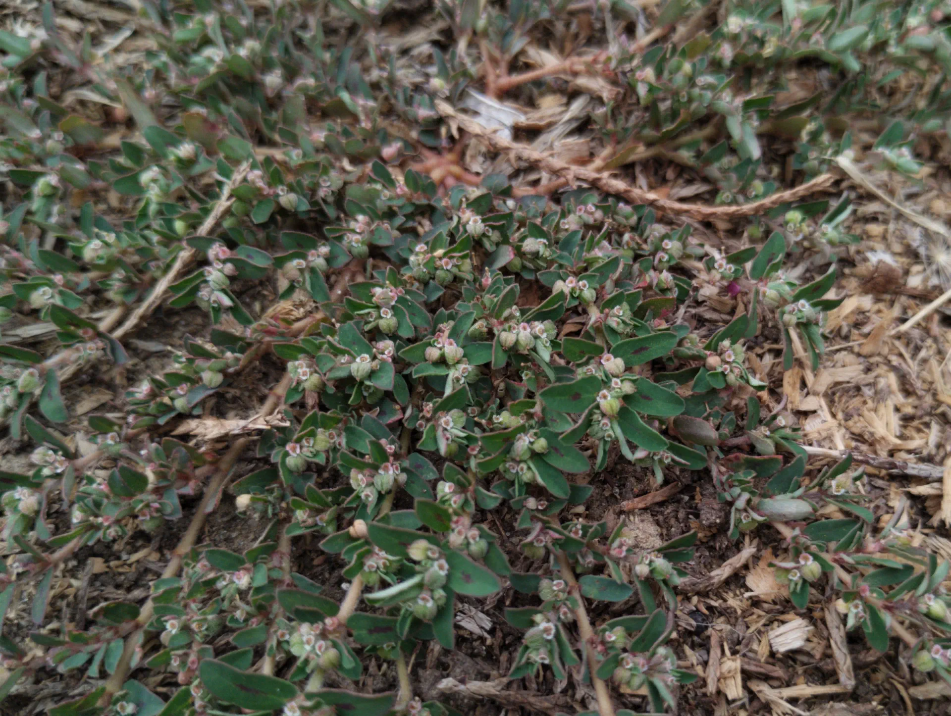 img/euphorbia-maculata.webp
