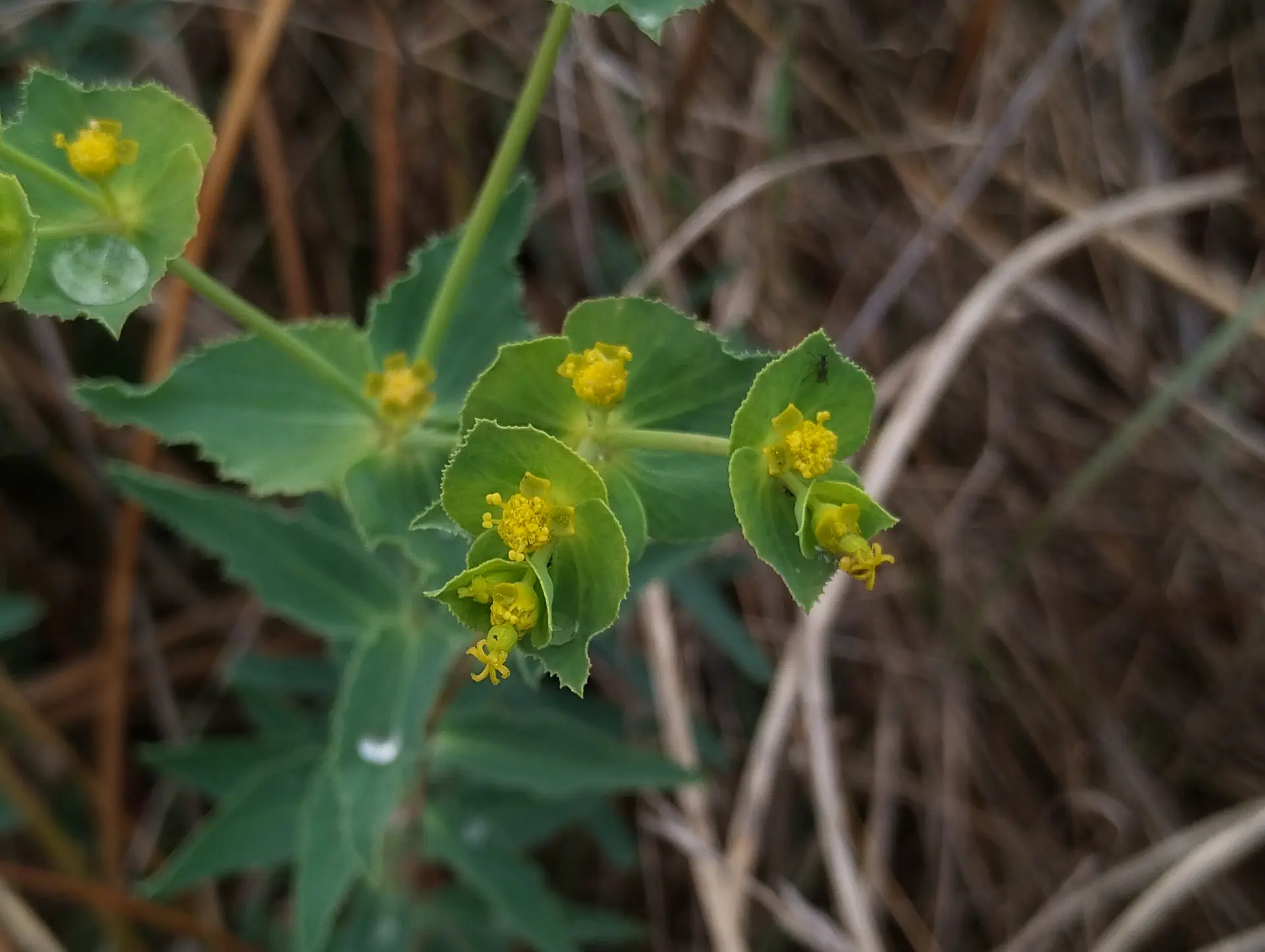 img/euphorbia-serrata.webp