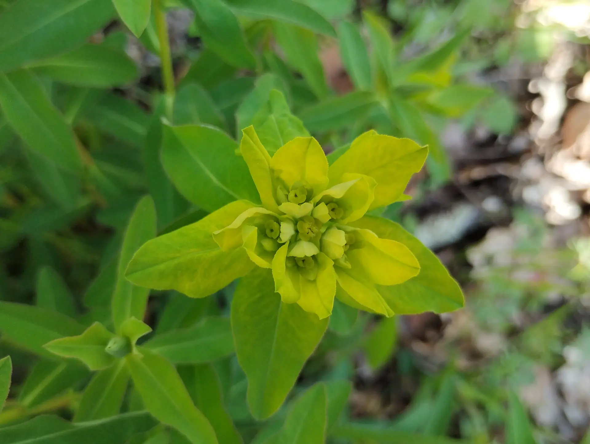 img/euphorbia-verrucosa-2.webp