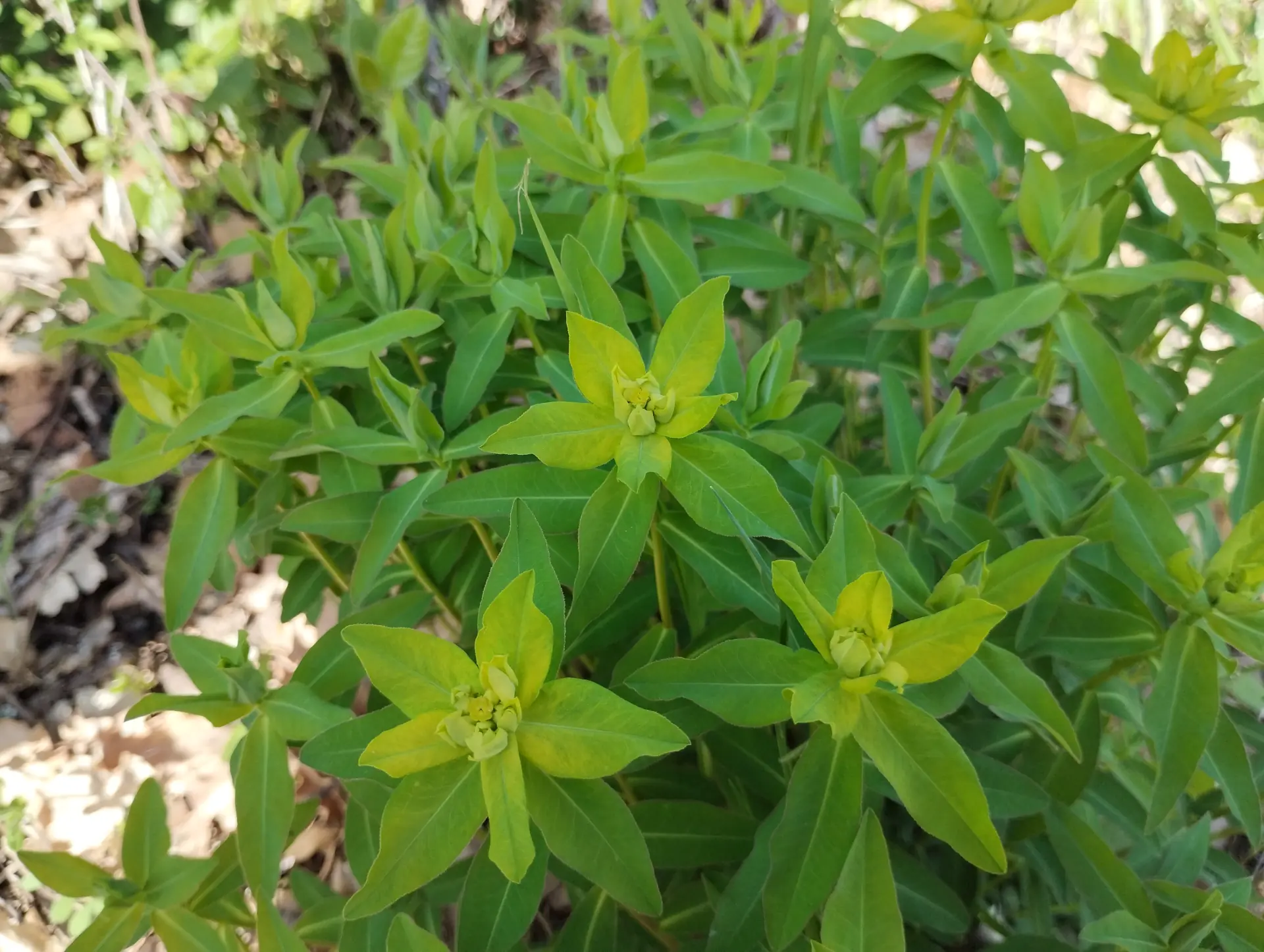 img/euphorbia-verrucosa-3.webp