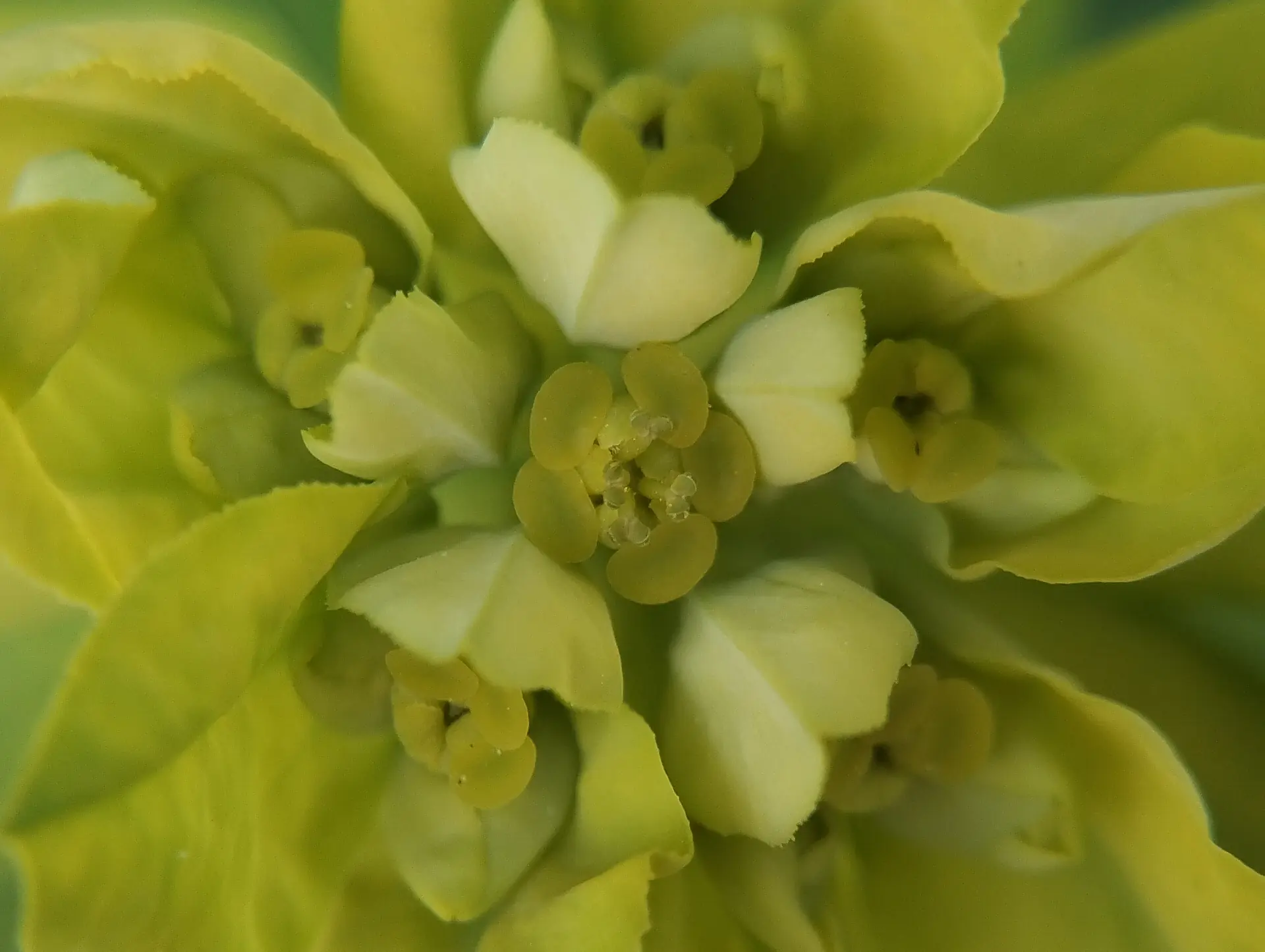 img/euphorbia-verrucosa-4.webp