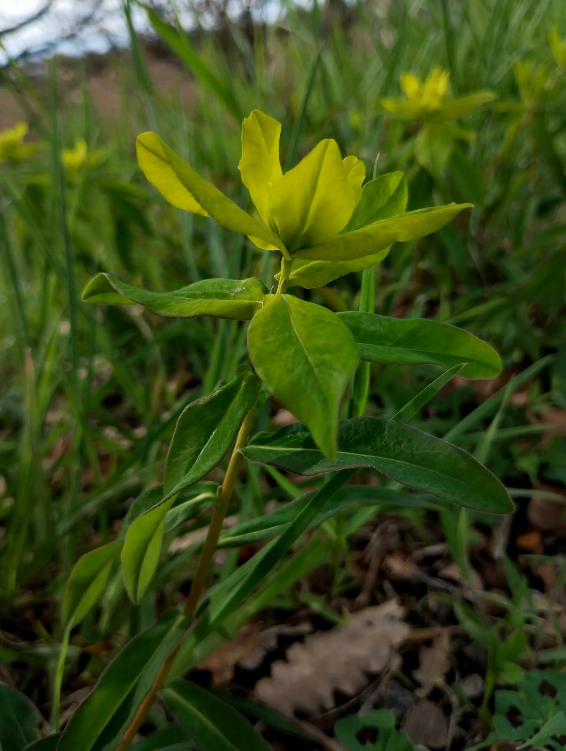 img/euphorbia-verrucosa-5.webp
