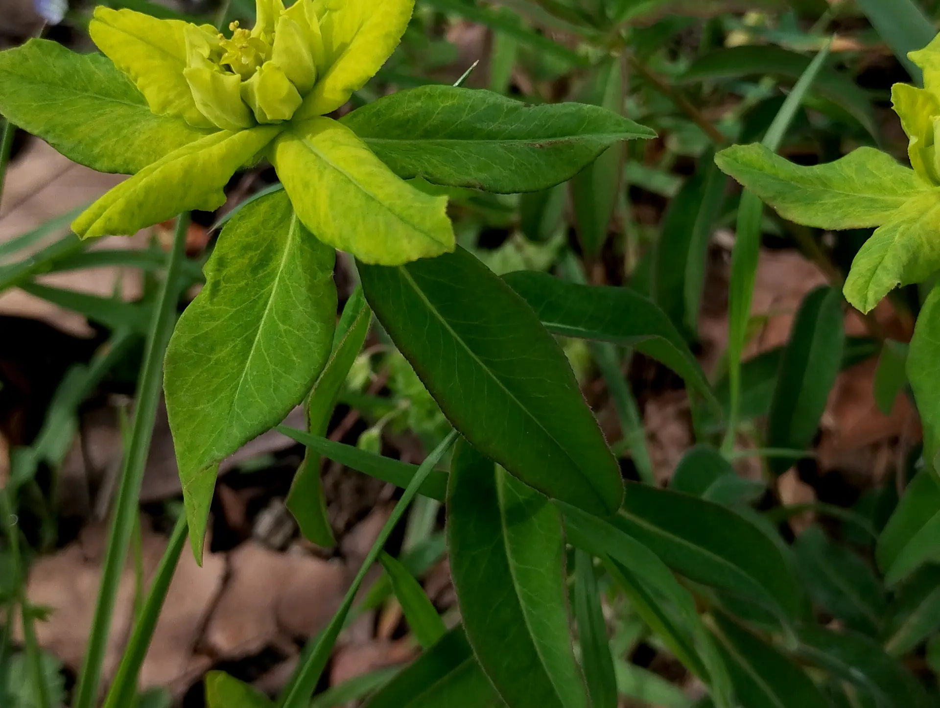 img/euphorbia-verrucosa-6.webp