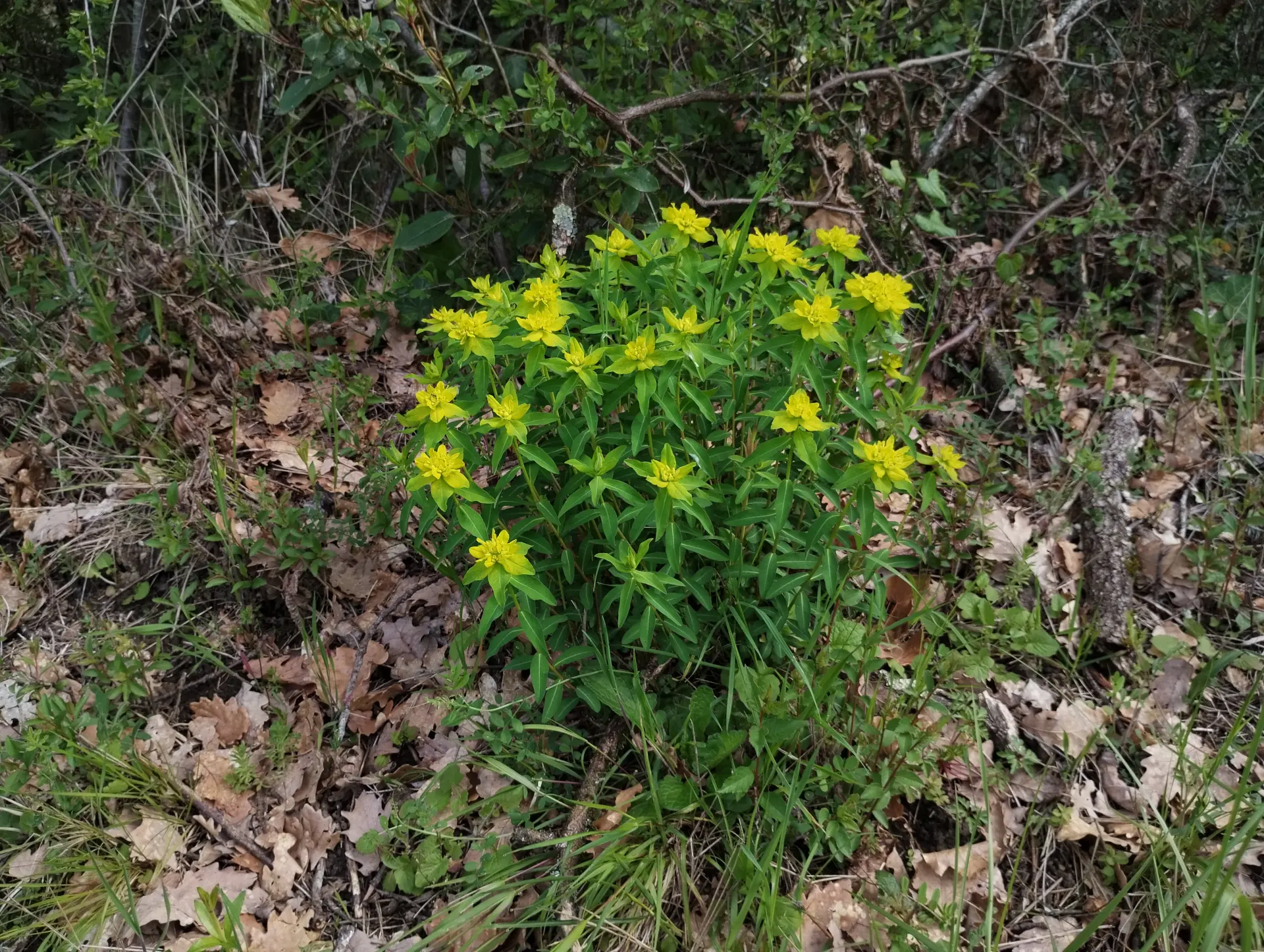 img/euphorbia-verrucosa-7.webp