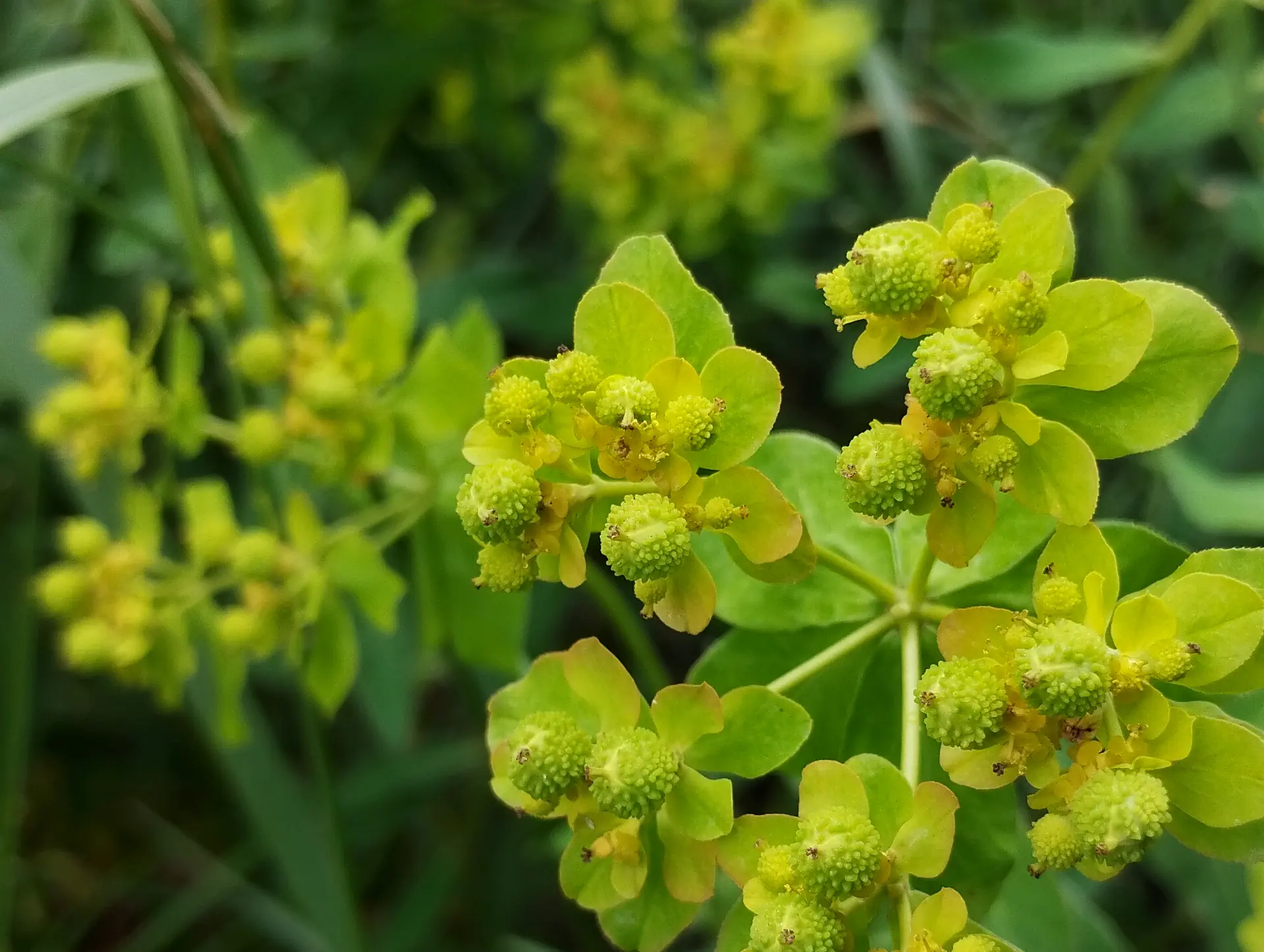 img/euphorbia-verrucosa-8.webp