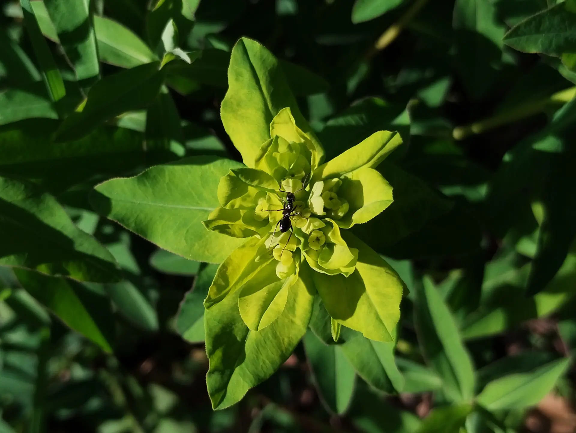 img/euphorbia-verrucosa.webp