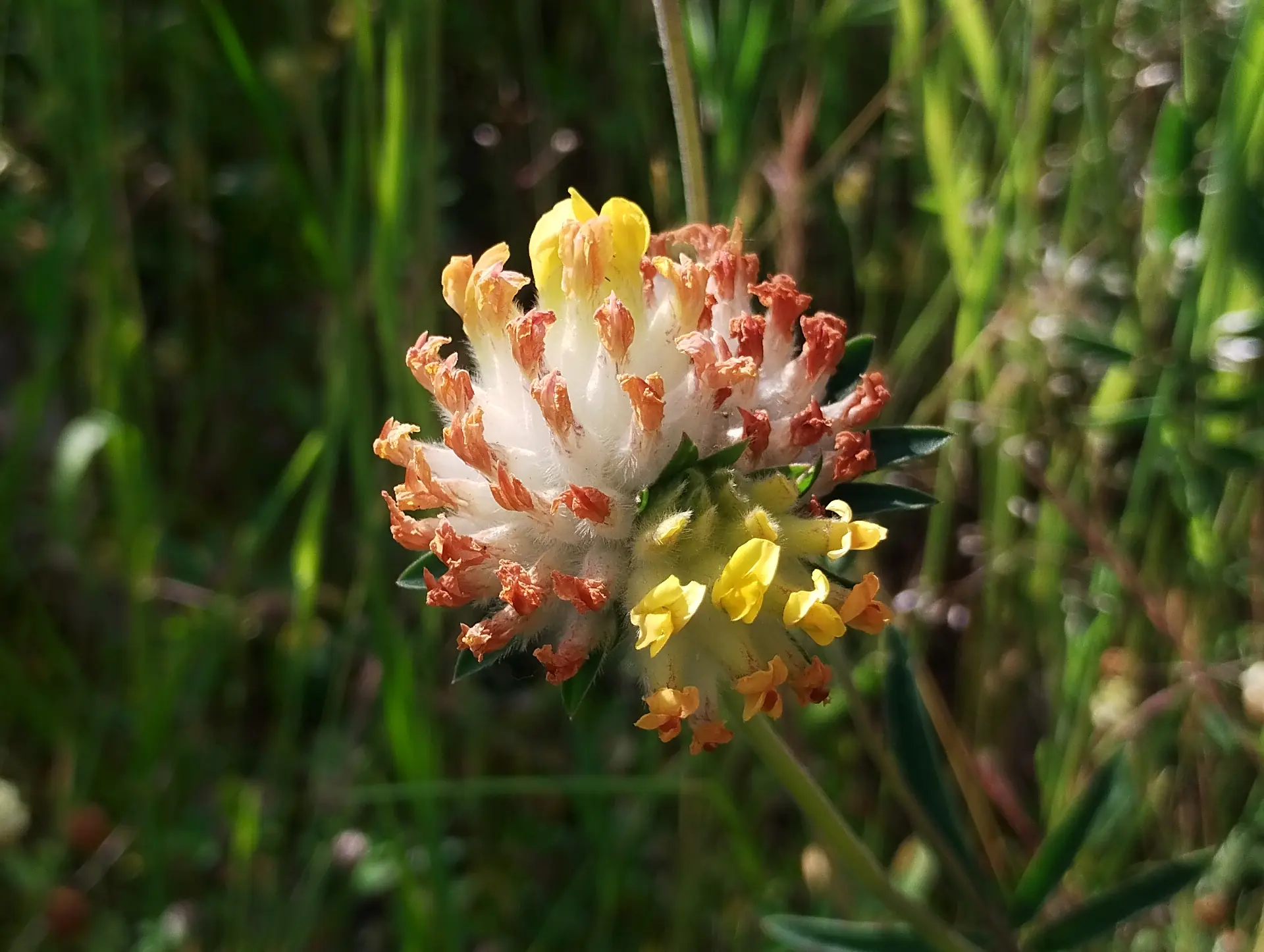 img/anthyllis-vulneraria.webp