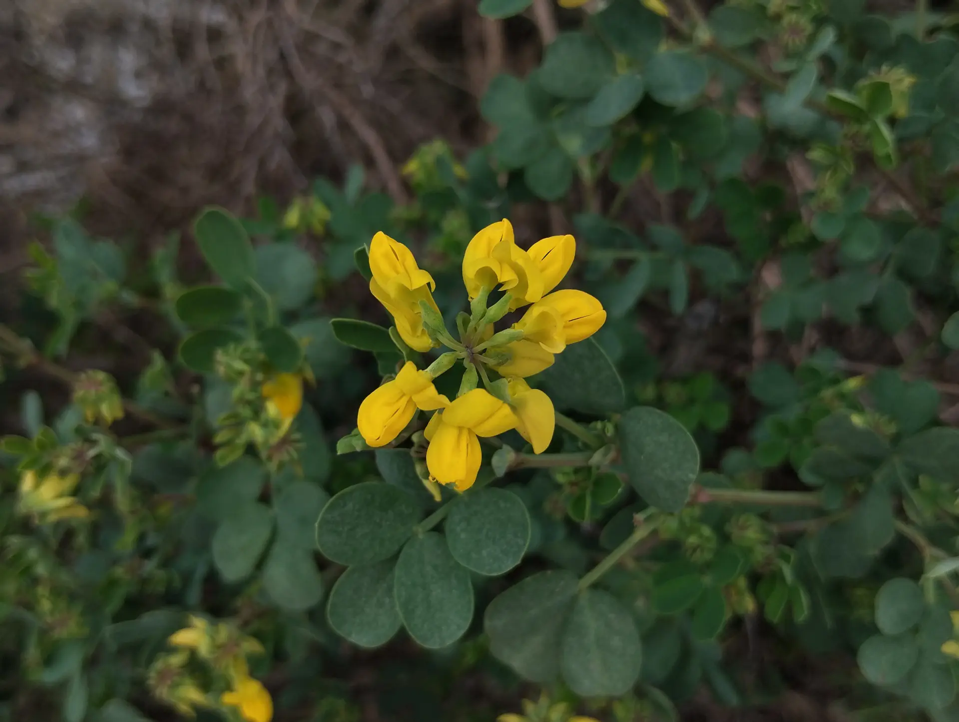 img/coronilla-valentina-glauca-2.webp