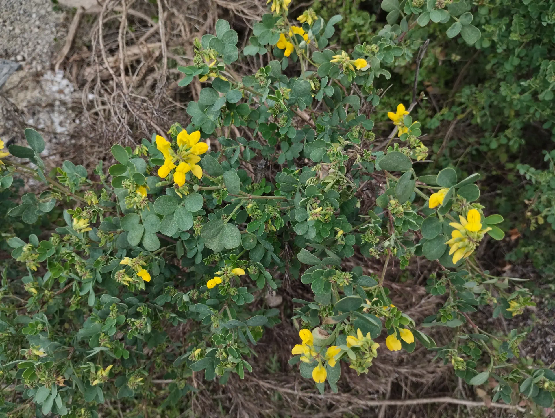 img/coronilla-valentina-glauca-3.webp