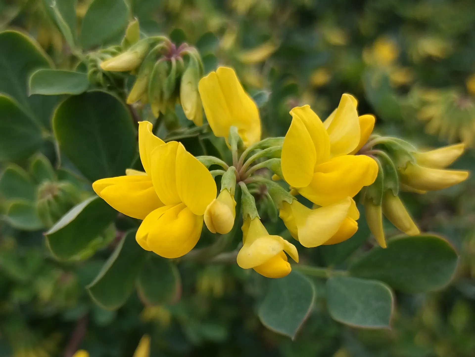 img/coronilla-valentina-glauca.webp