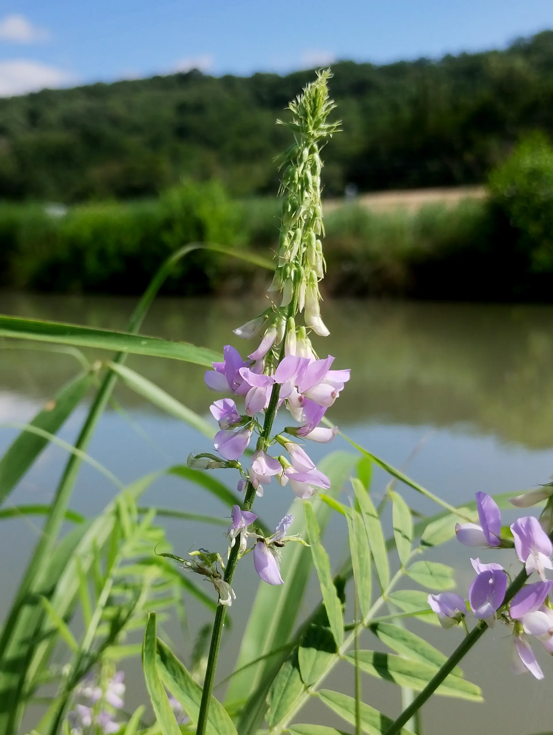 img/galega-officinalis-2.webp