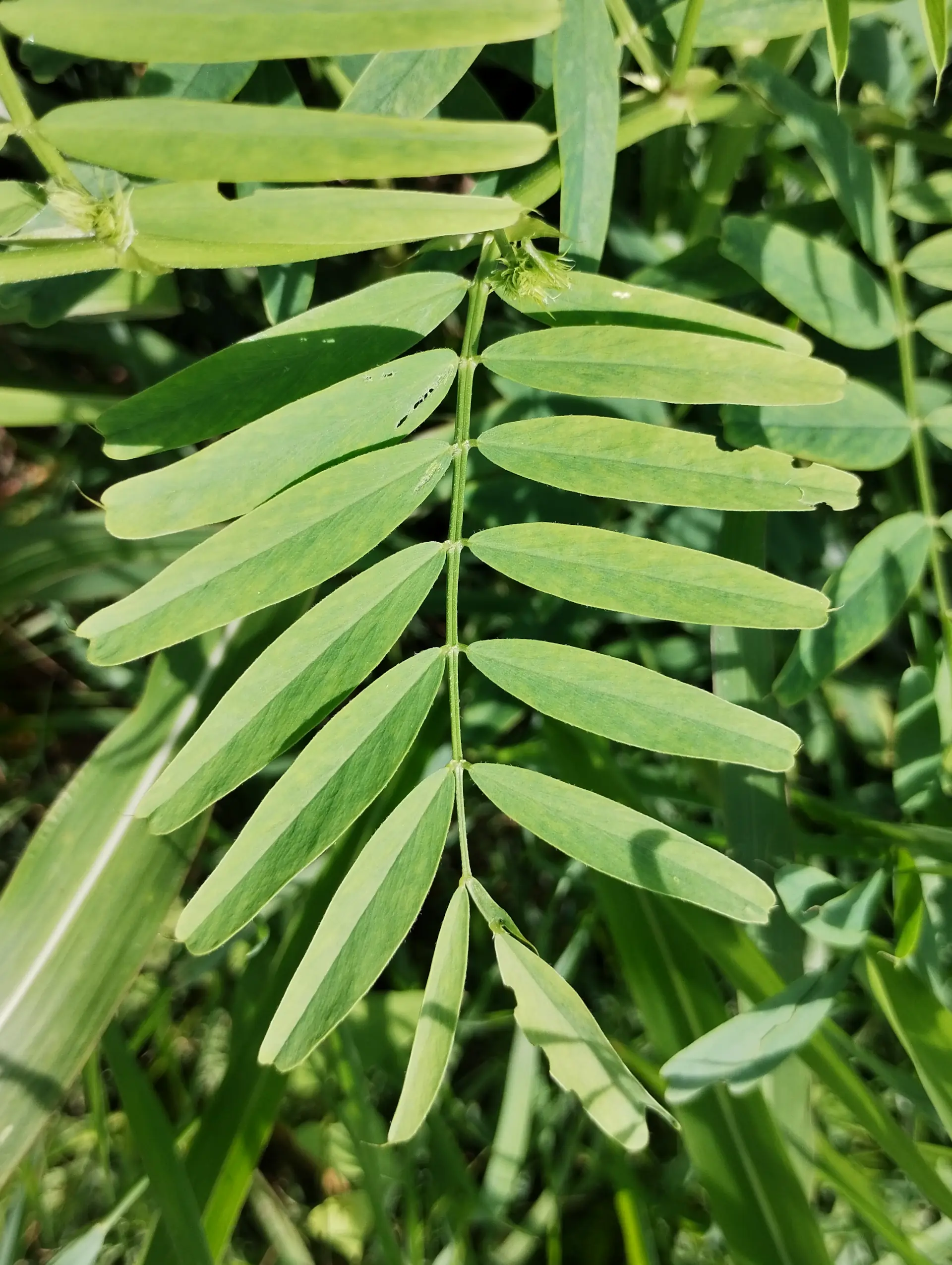 img/galega-officinalis-3.webp