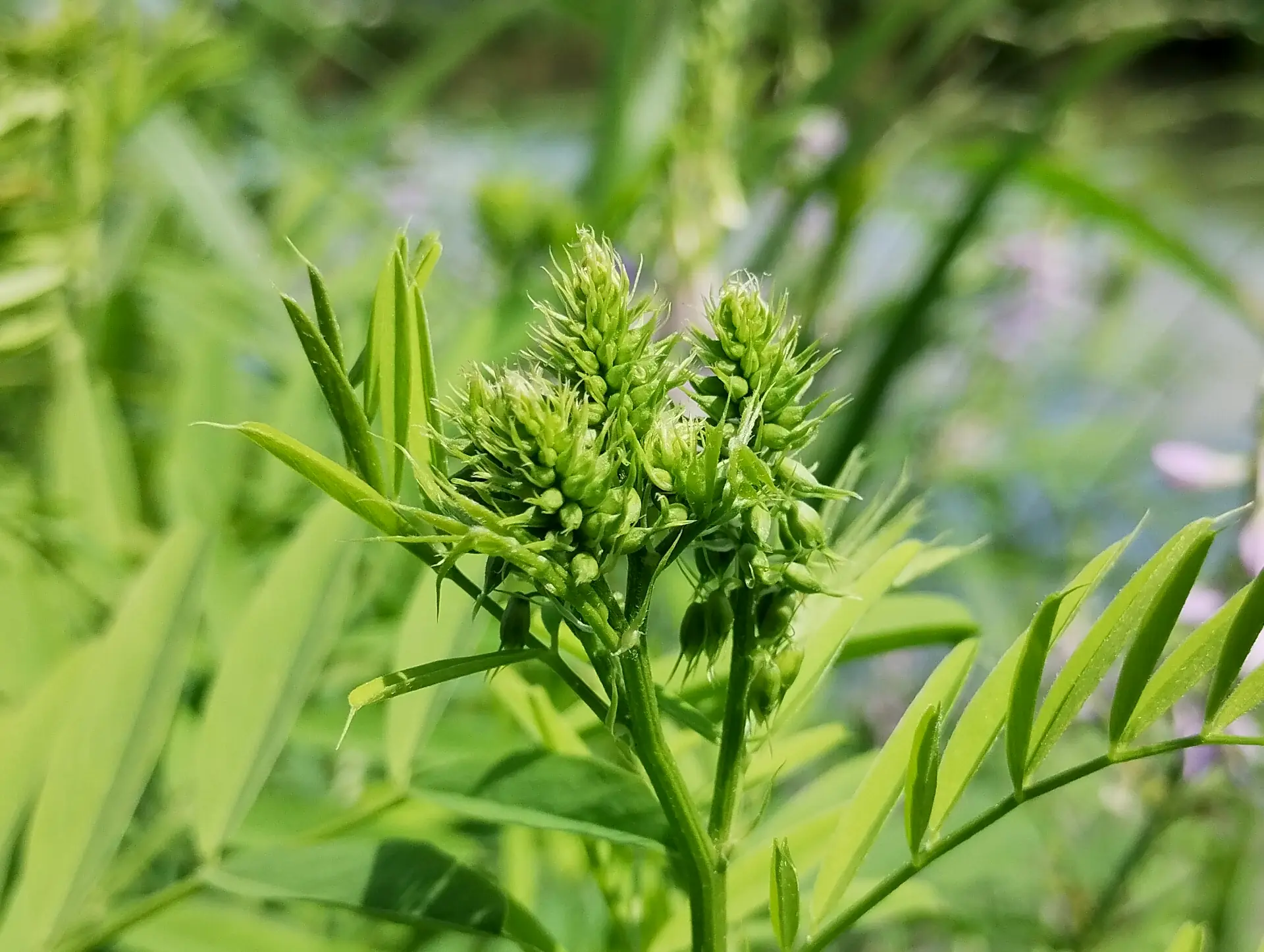 img/galega-officinalis-4.webp