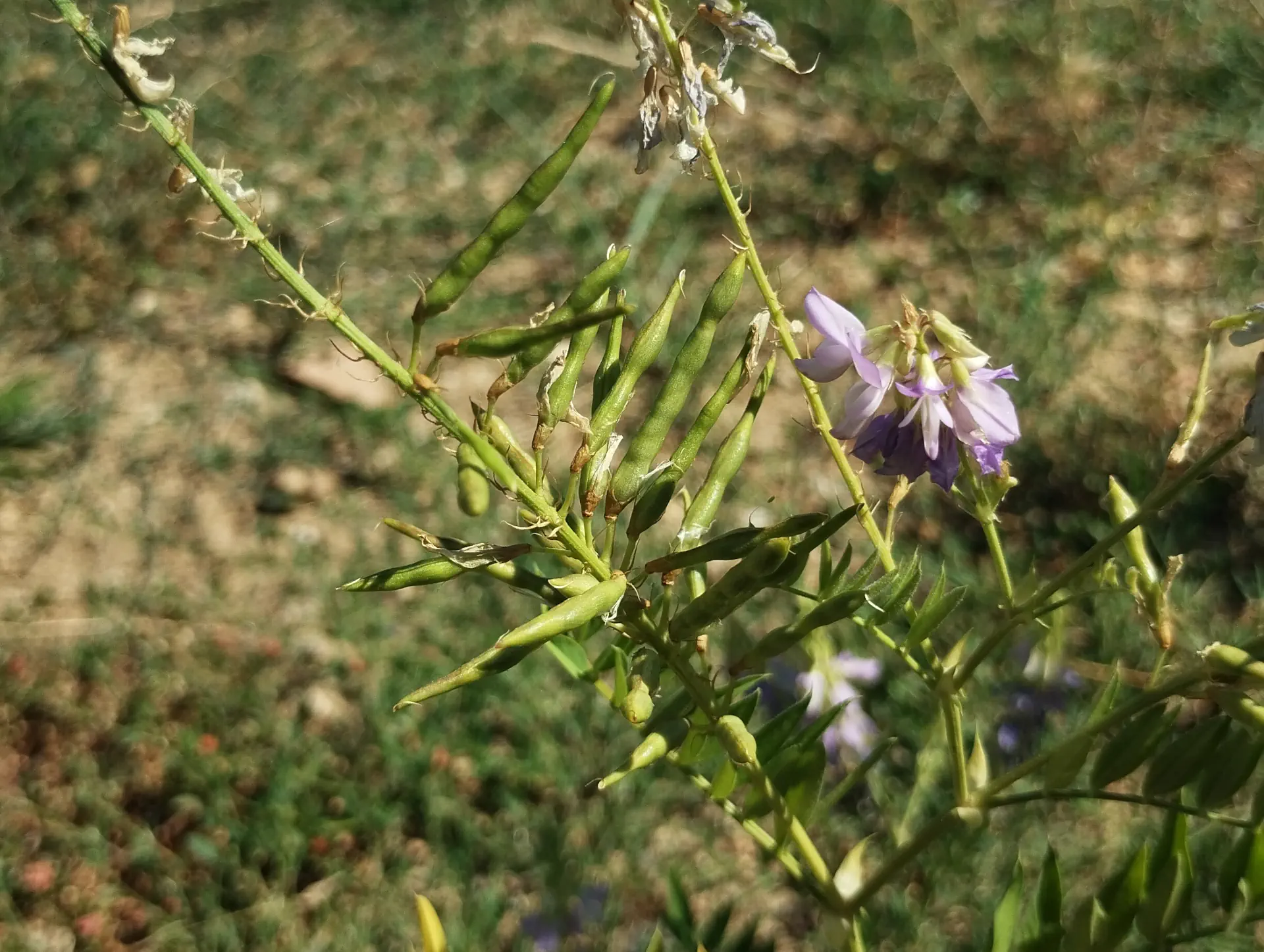 img/galega-officinalis-5.webp