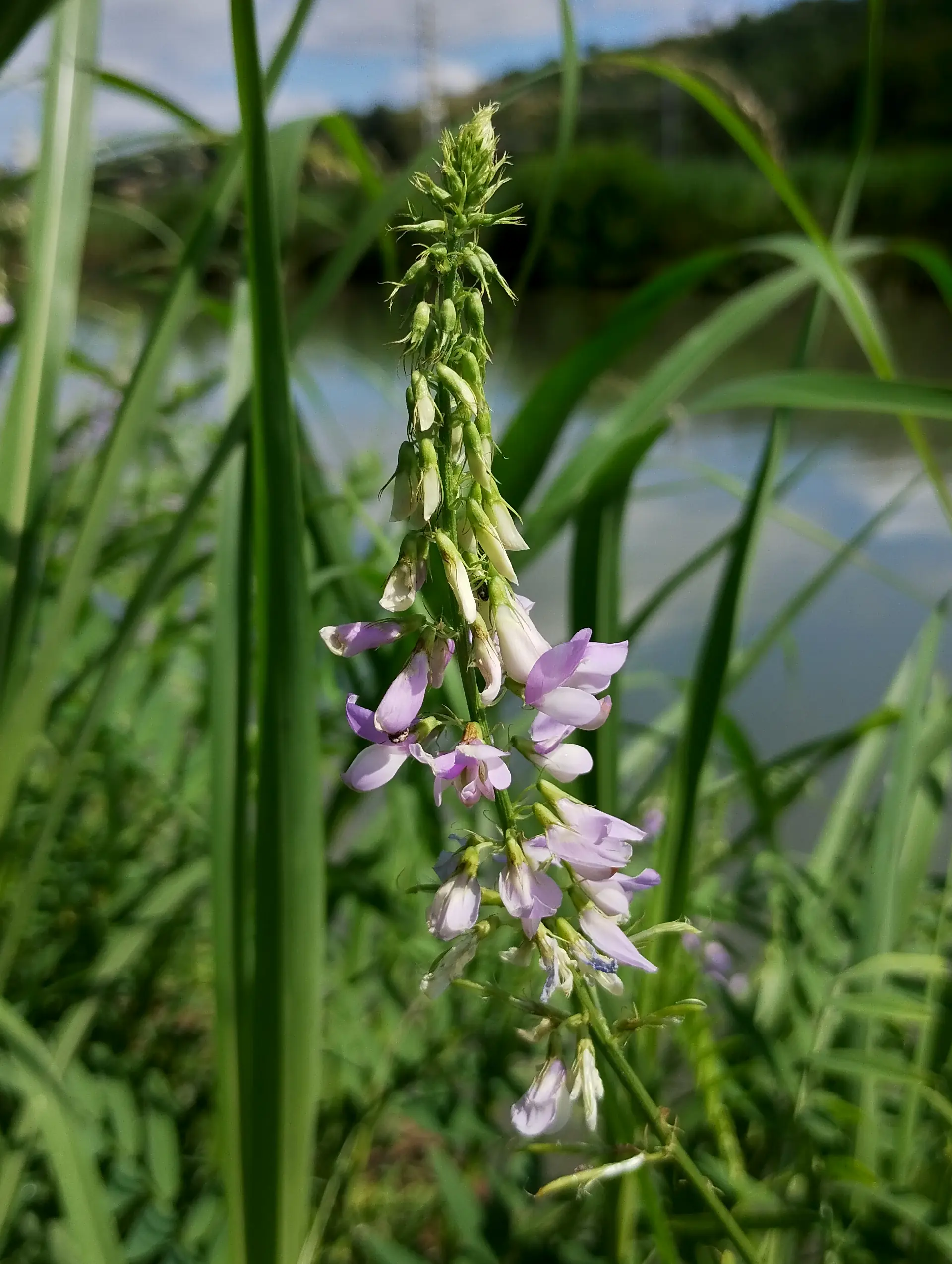 img/galega-officinalis.webp