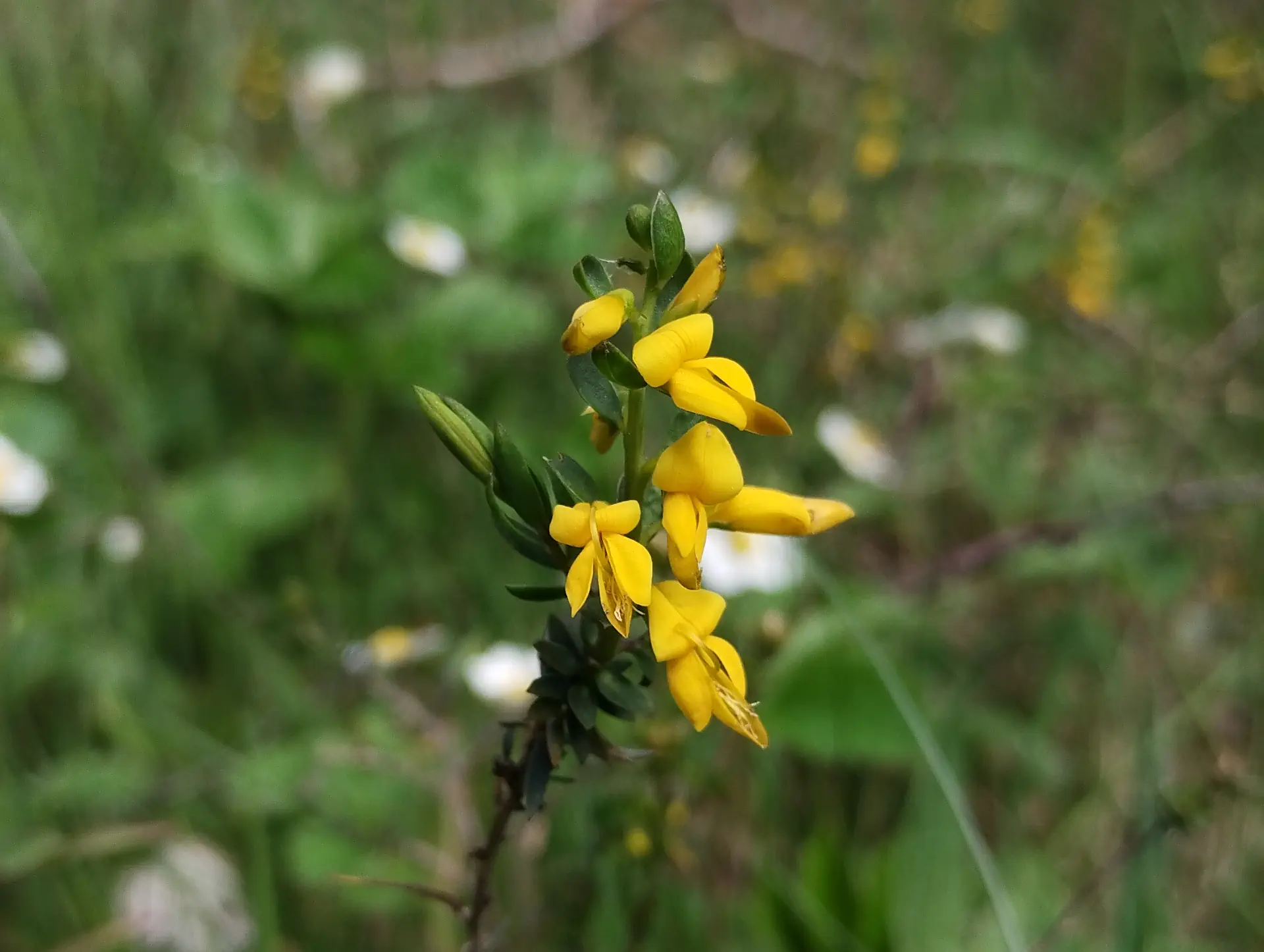 img/genista-anglica.webp