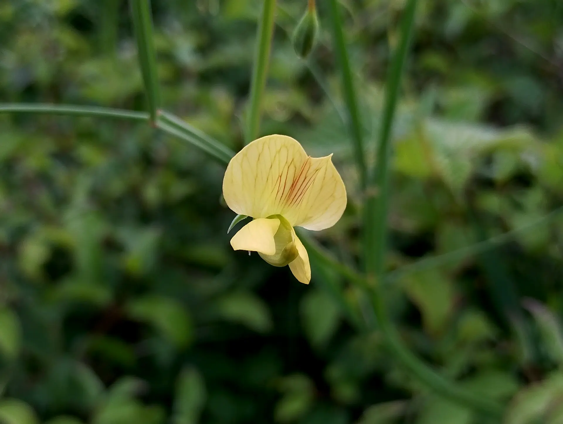 img/lathyrus-annuus-2.webp