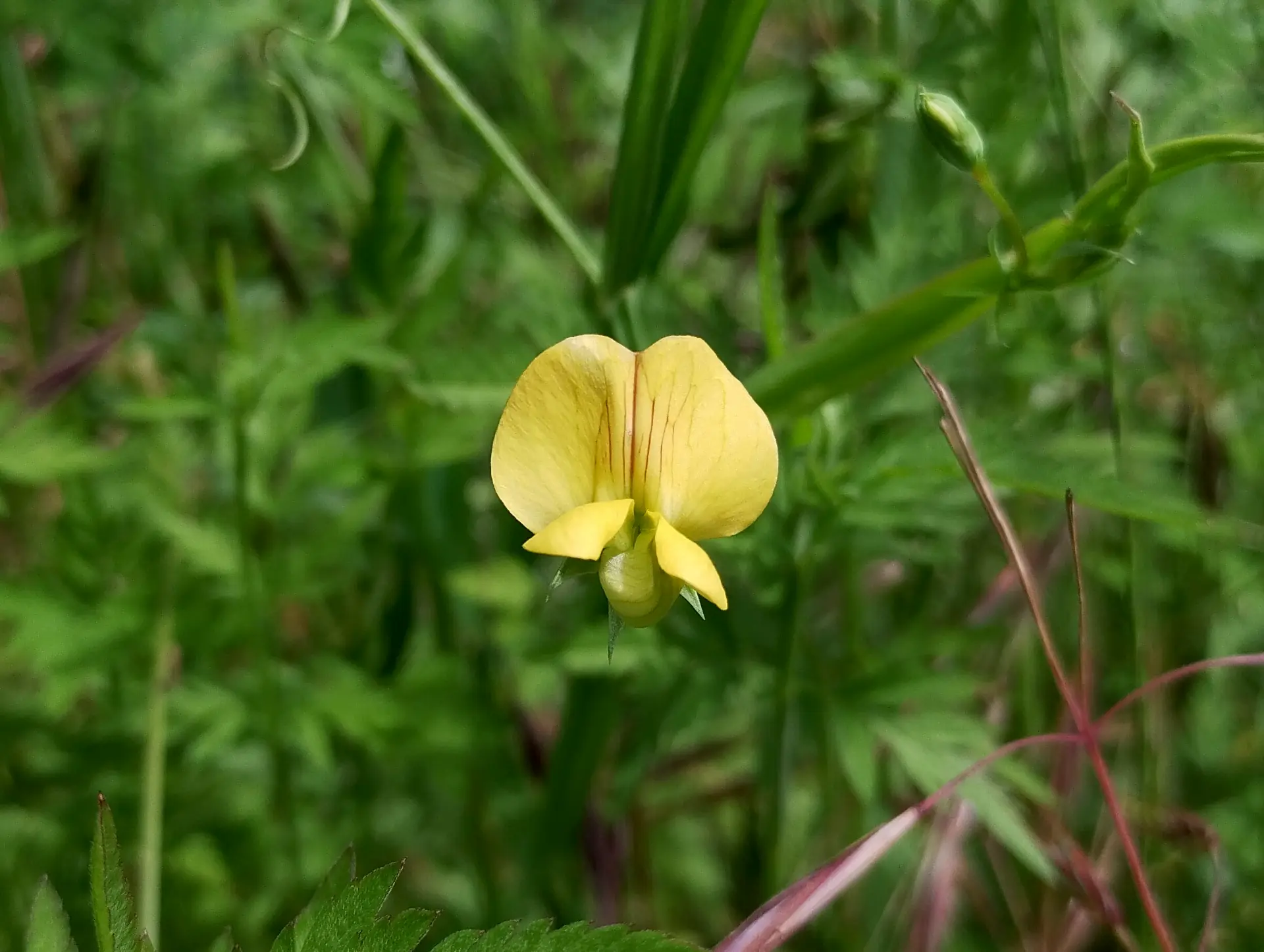 img/lathyrus-annuus.webp