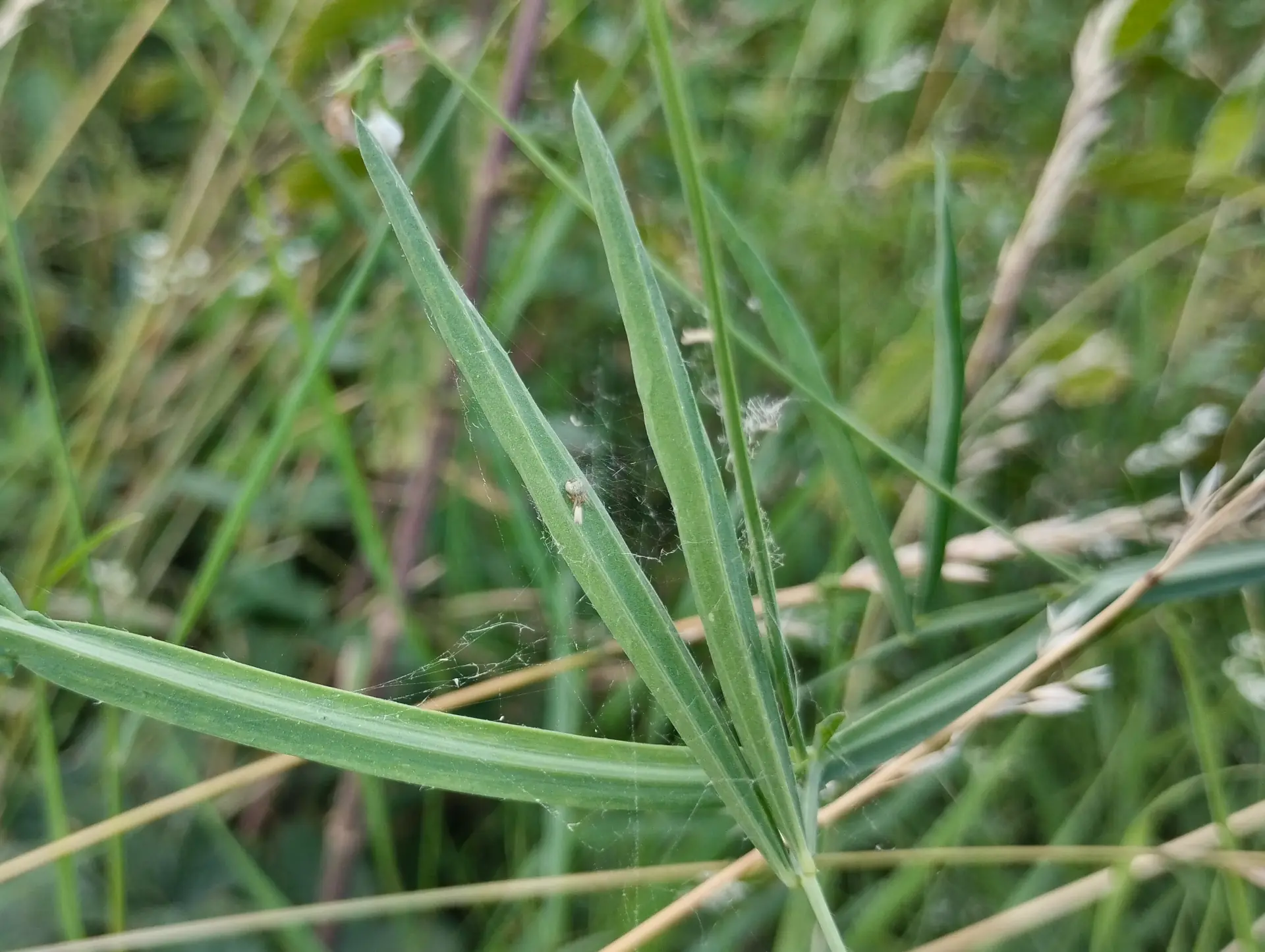 img/lathyrus-hirsutus-2.webp