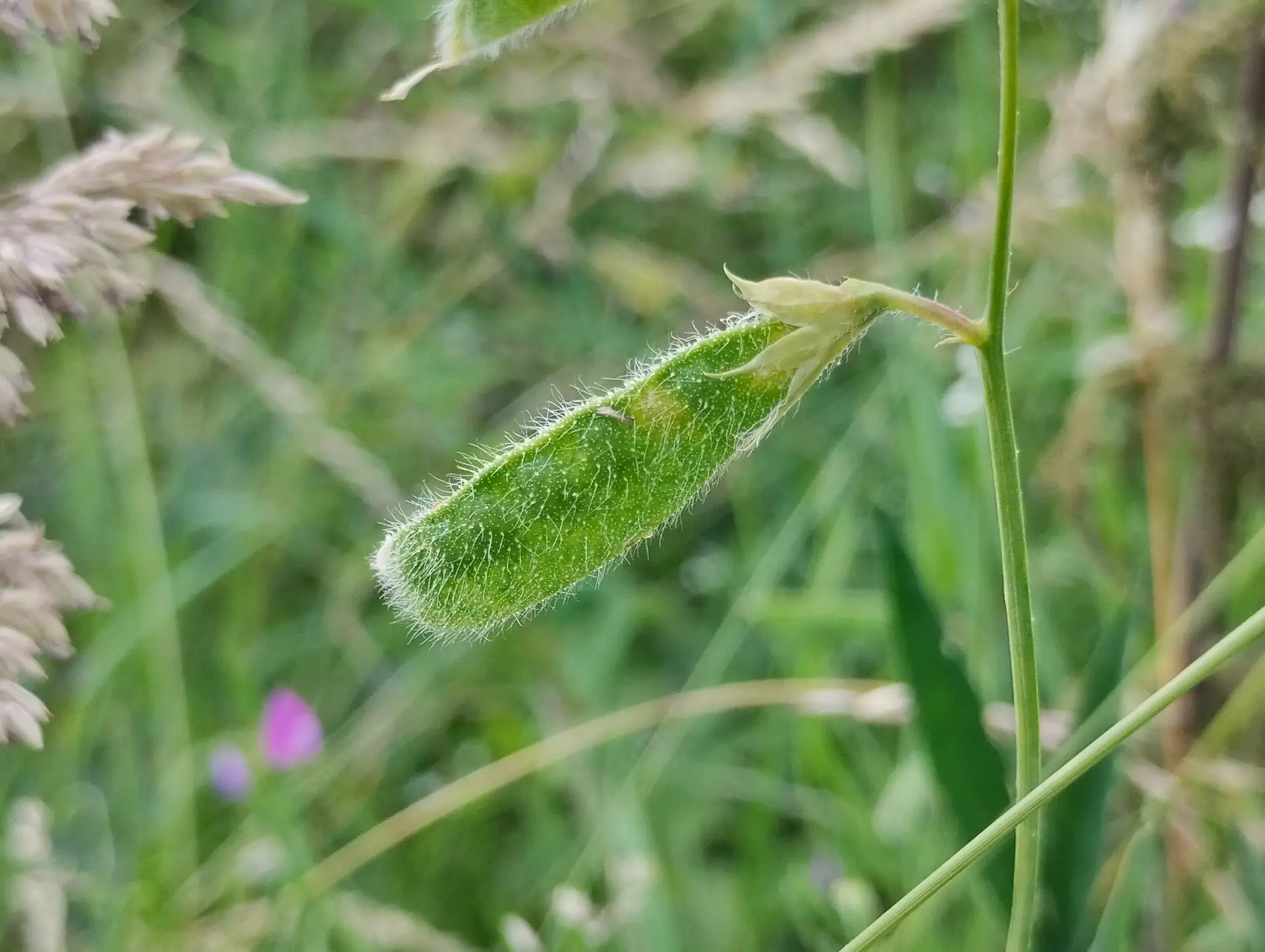 img/lathyrus-hirsutus-3.webp