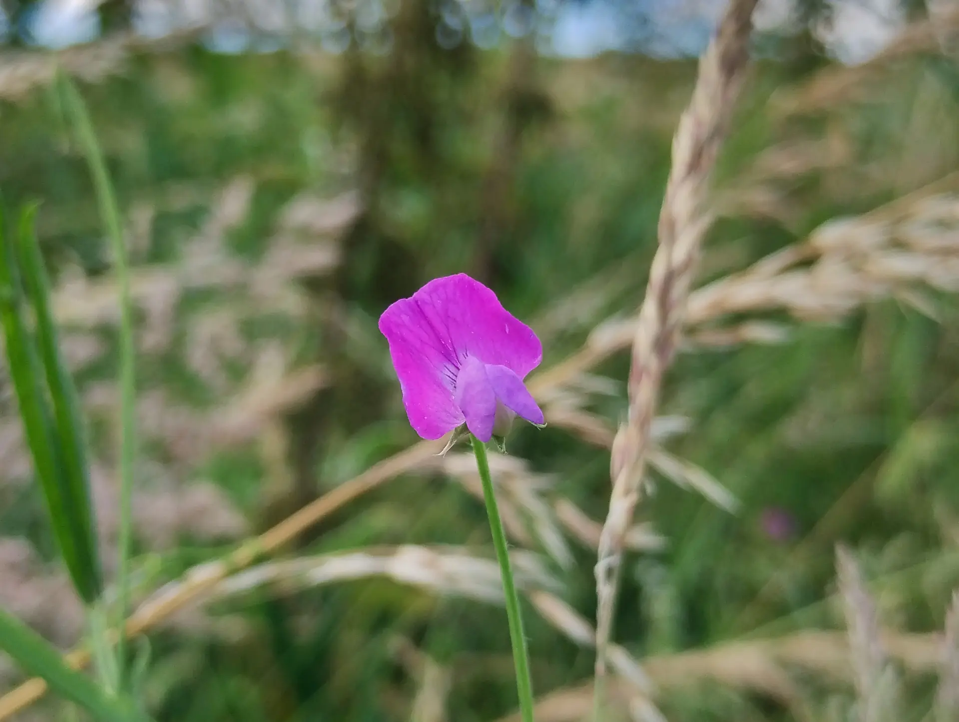 img/lathyrus-hirsutus.webp