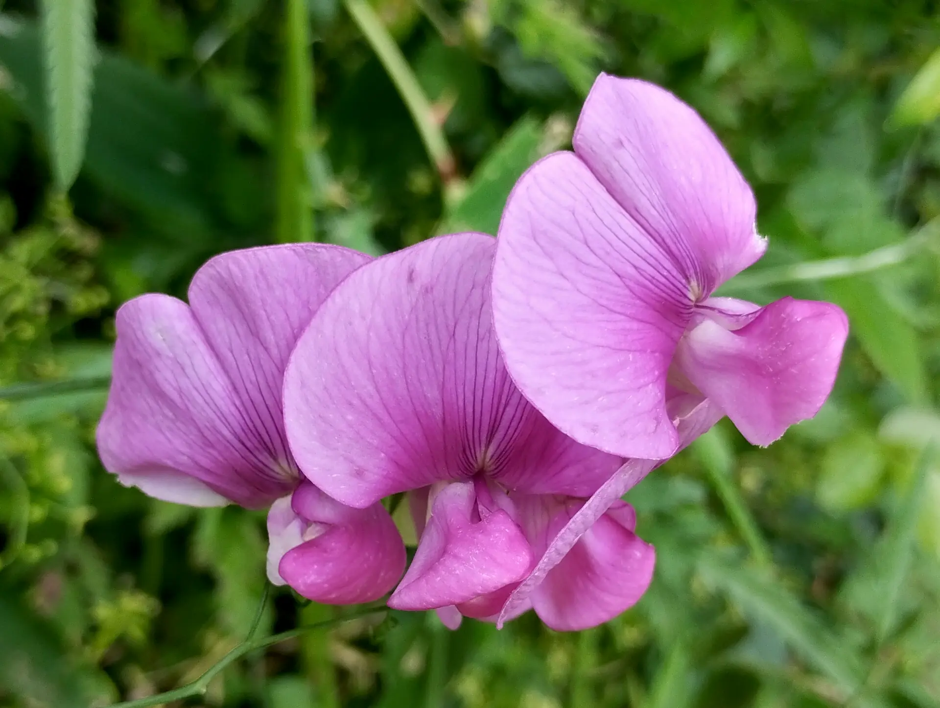 img/lathyrus-latifolius-2.webp