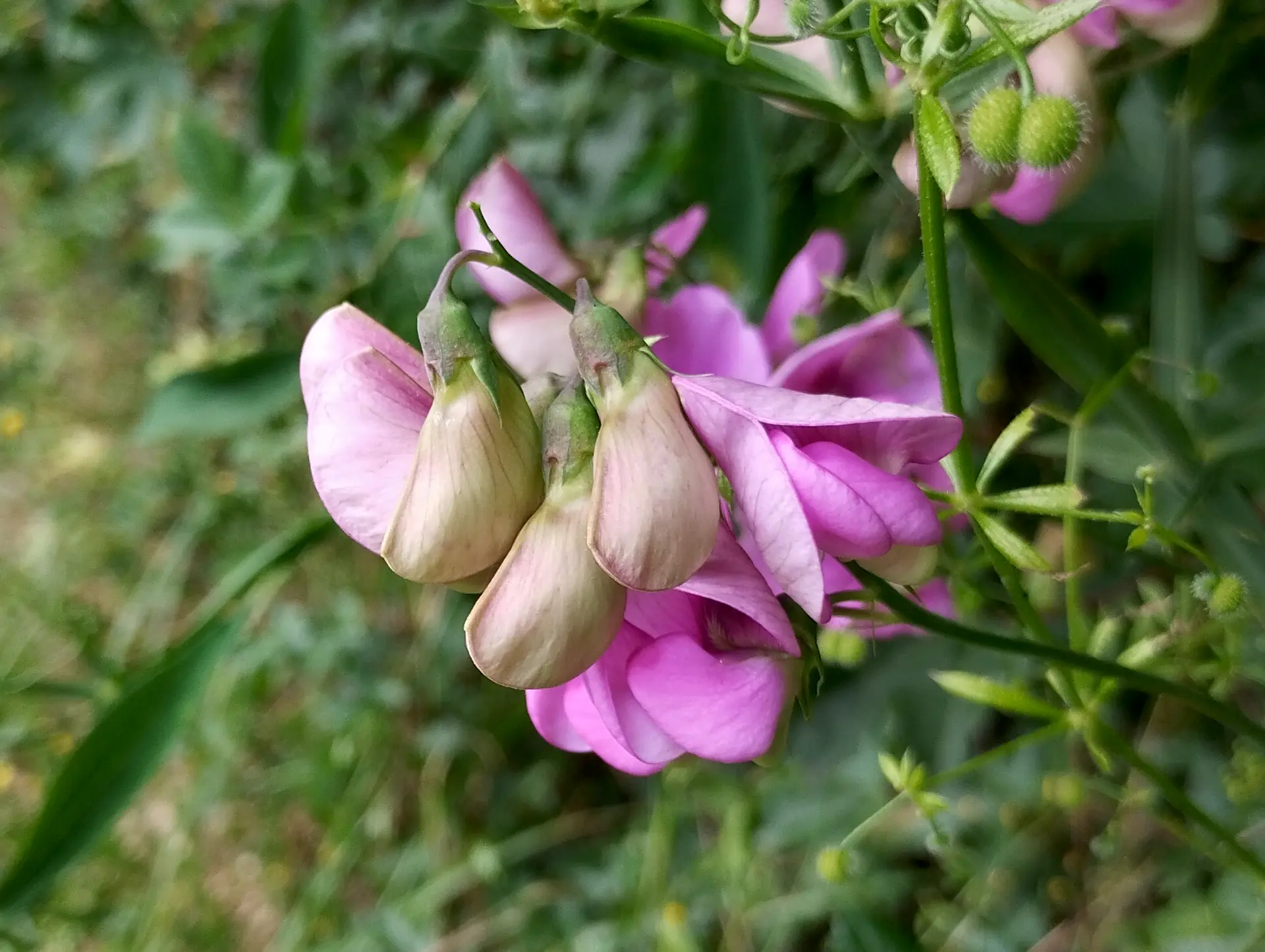 img/lathyrus-latifolius-3.webp